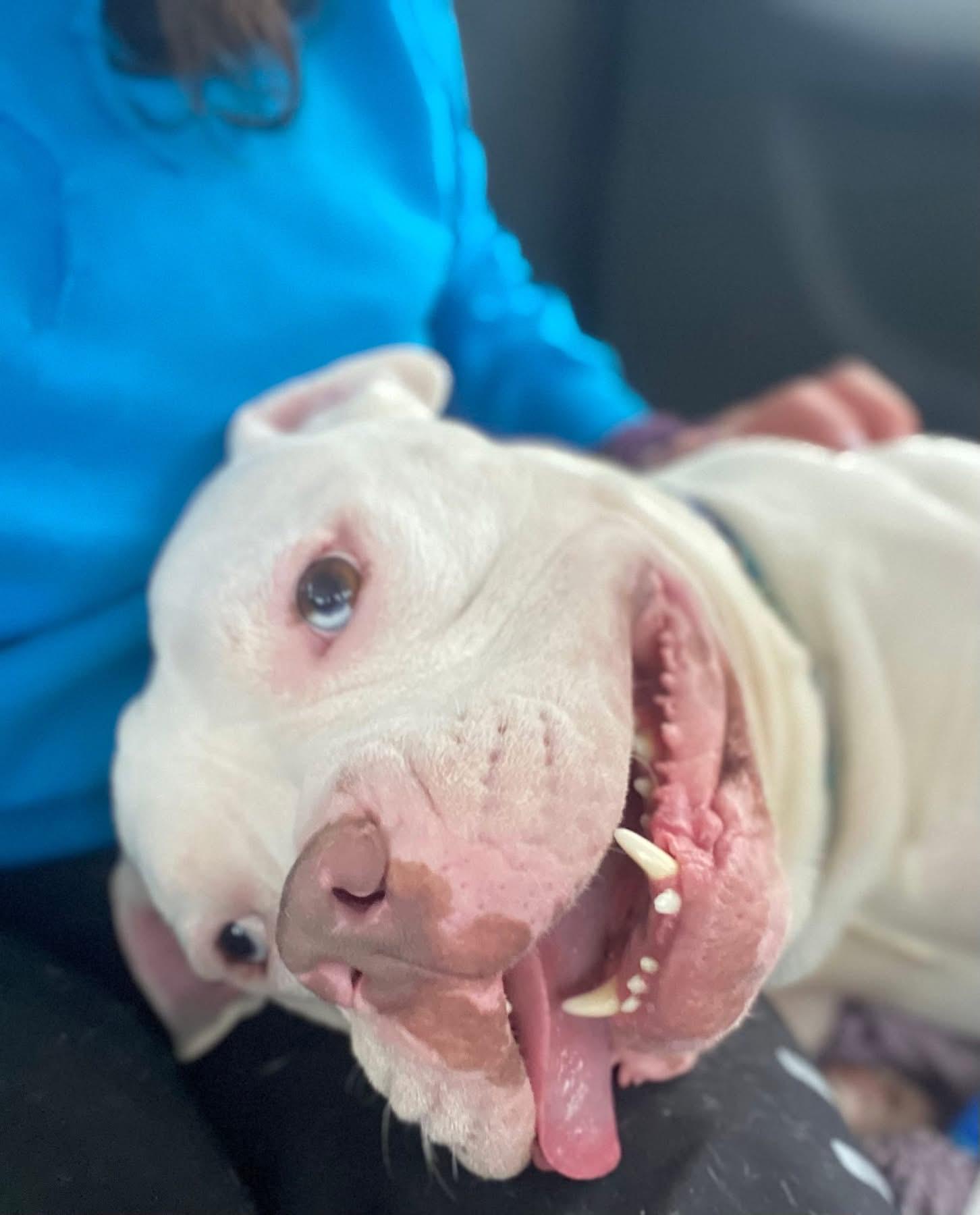 Enlarge Humble Bumble, a ADOPTABLE mixed breed in Mechanicsburg, PA image 4/4