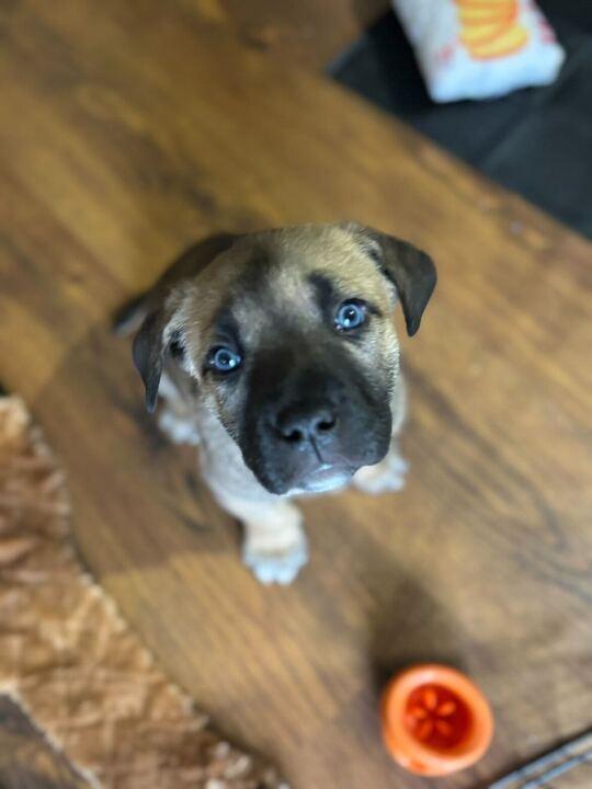 Enlarge Randy, a ADOPTABLE mixed breed in Toronto, ON image 1/6