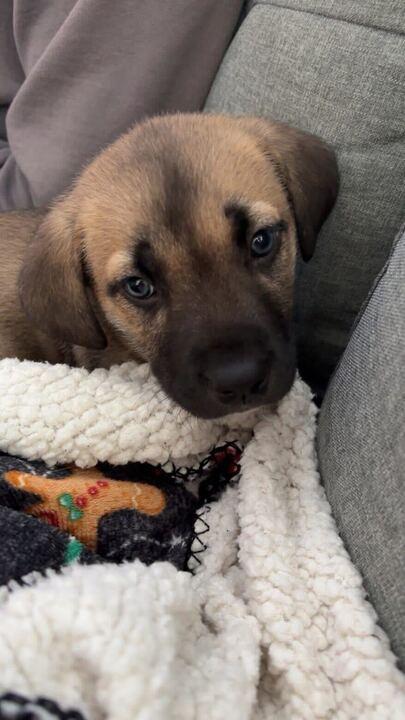 Enlarge Randy, a ADOPTABLE mixed breed in Toronto, ON image 2/6