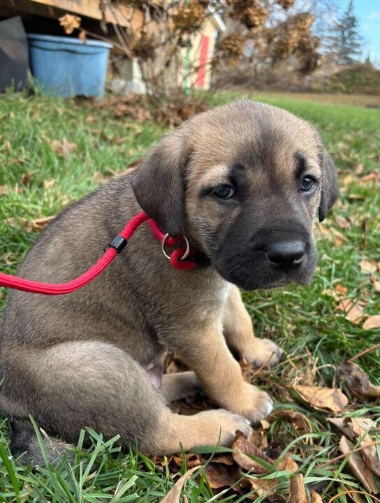 Enlarge Randy, a ADOPTABLE mixed breed in Toronto, ON image 3/6