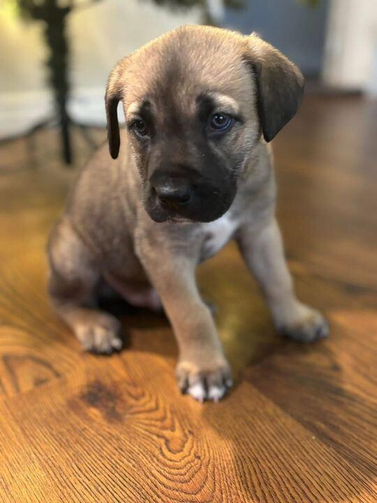 Enlarge Randy, a ADOPTABLE mixed breed in Toronto, ON image 4/6