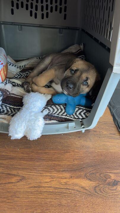 Randy, adopted, Puppy Male German Shepherd Dog & Boxer.