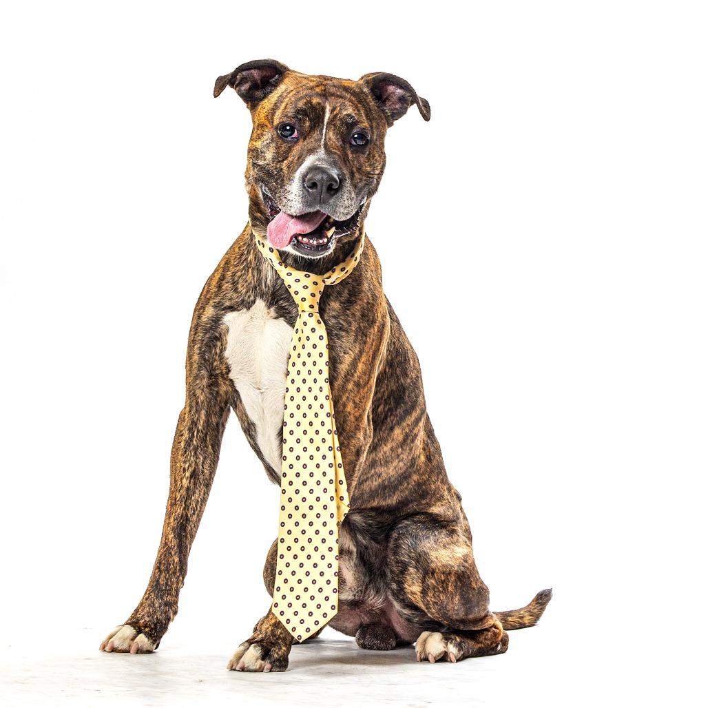 Petr, Adoptable, Senior Male Mastiff & Mixed Breed.