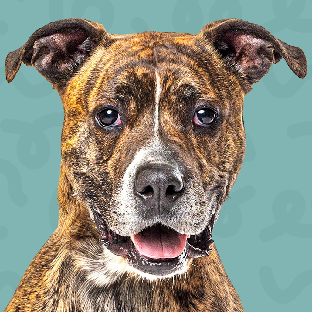 Petr, a Adoptable mixed breed in Reno, NV image 2/6