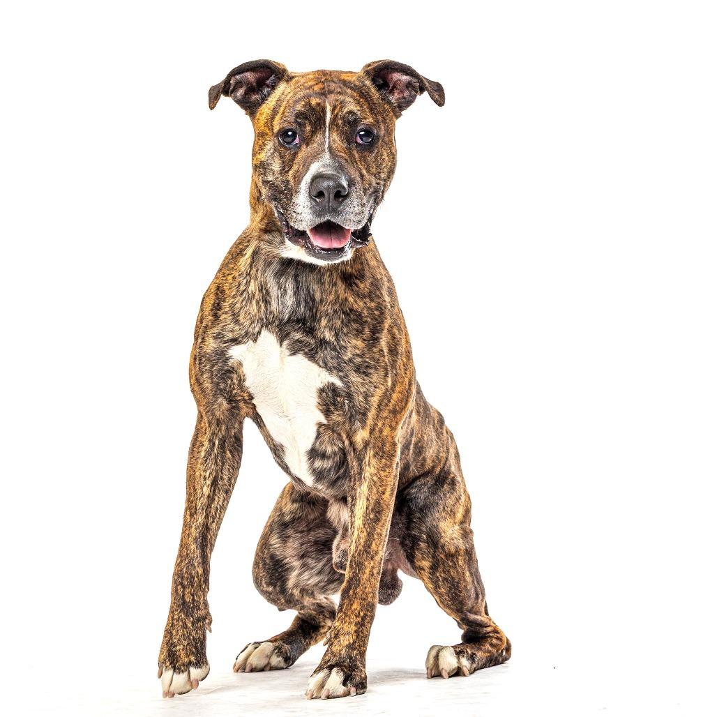 Petr, a Adoptable mixed breed in Reno, NV image 3/6