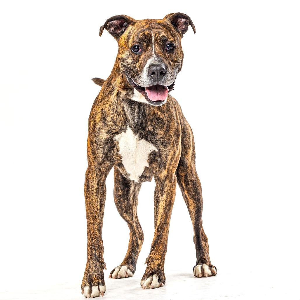 Petr, a Adoptable mixed breed in Reno, NV image 4/6