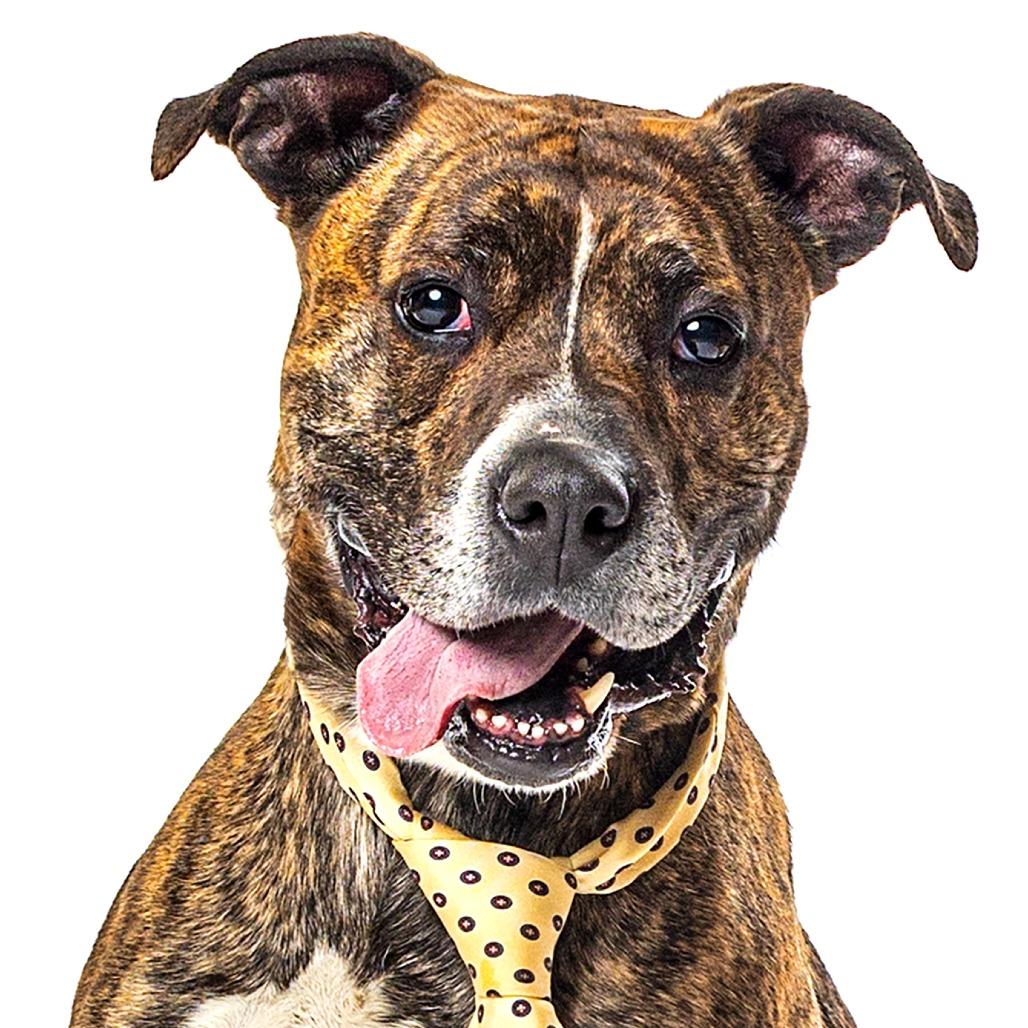 Petr, a Adoptable mixed breed in Reno, NV image 5/6