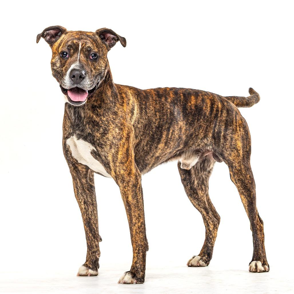 Petr, a Adoptable mixed breed in Reno, NV image 6/6