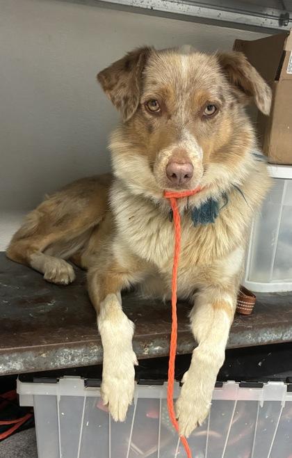 Nana, ADOPTABLE, Adult Female Mixed Breed.