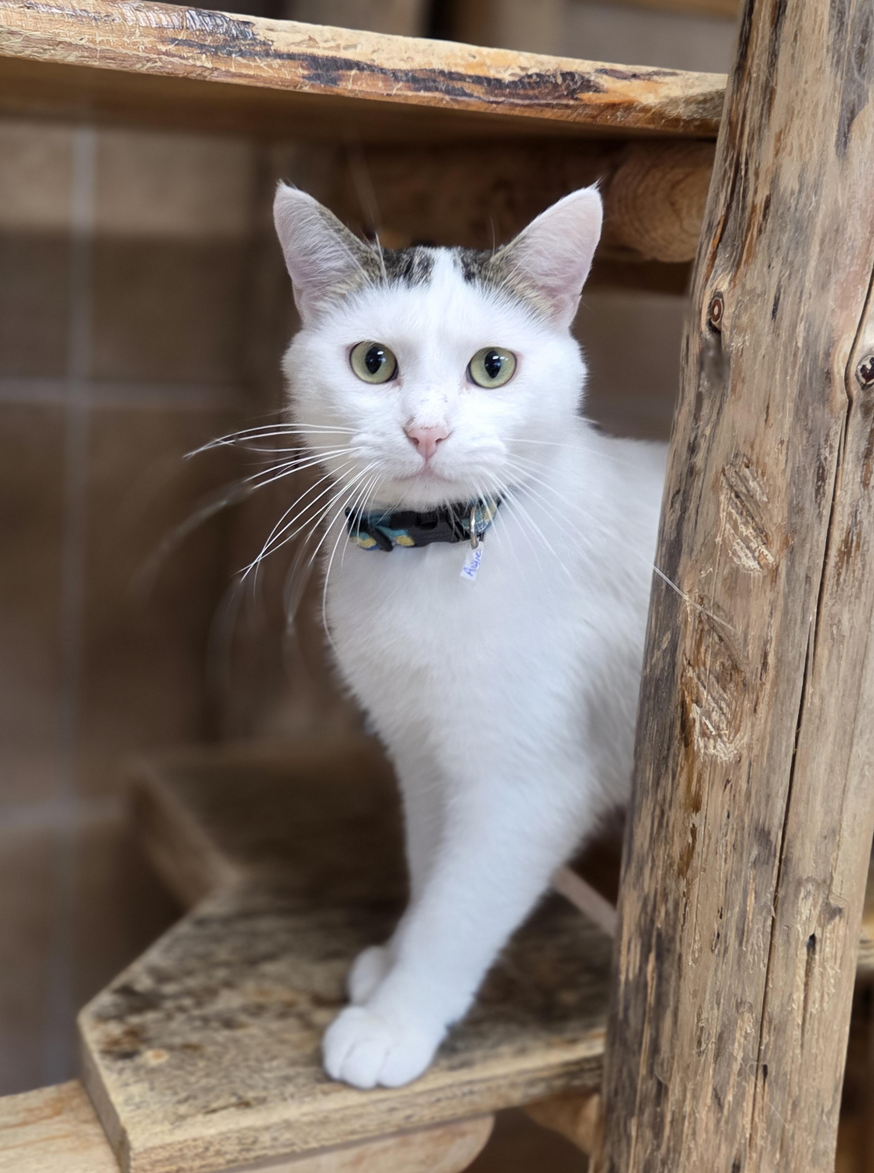 Augie, an adoptable Domestic Short Hair in Park Rapids, MN, 56470 | Photo Image 1