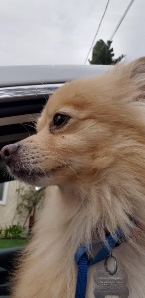 Beacher, Adopted, Senior Male Pomeranian.