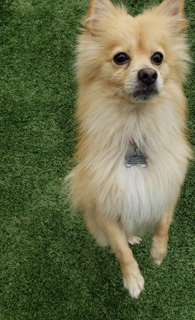 Beacher, a Adopted Pomeranian in Manhattan Beach, CA image 3/6