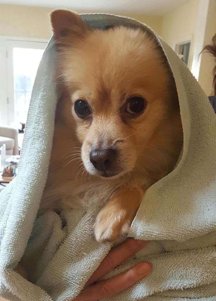 Beacher, a Adopted Pomeranian in Manhattan Beach, CA image 4/6