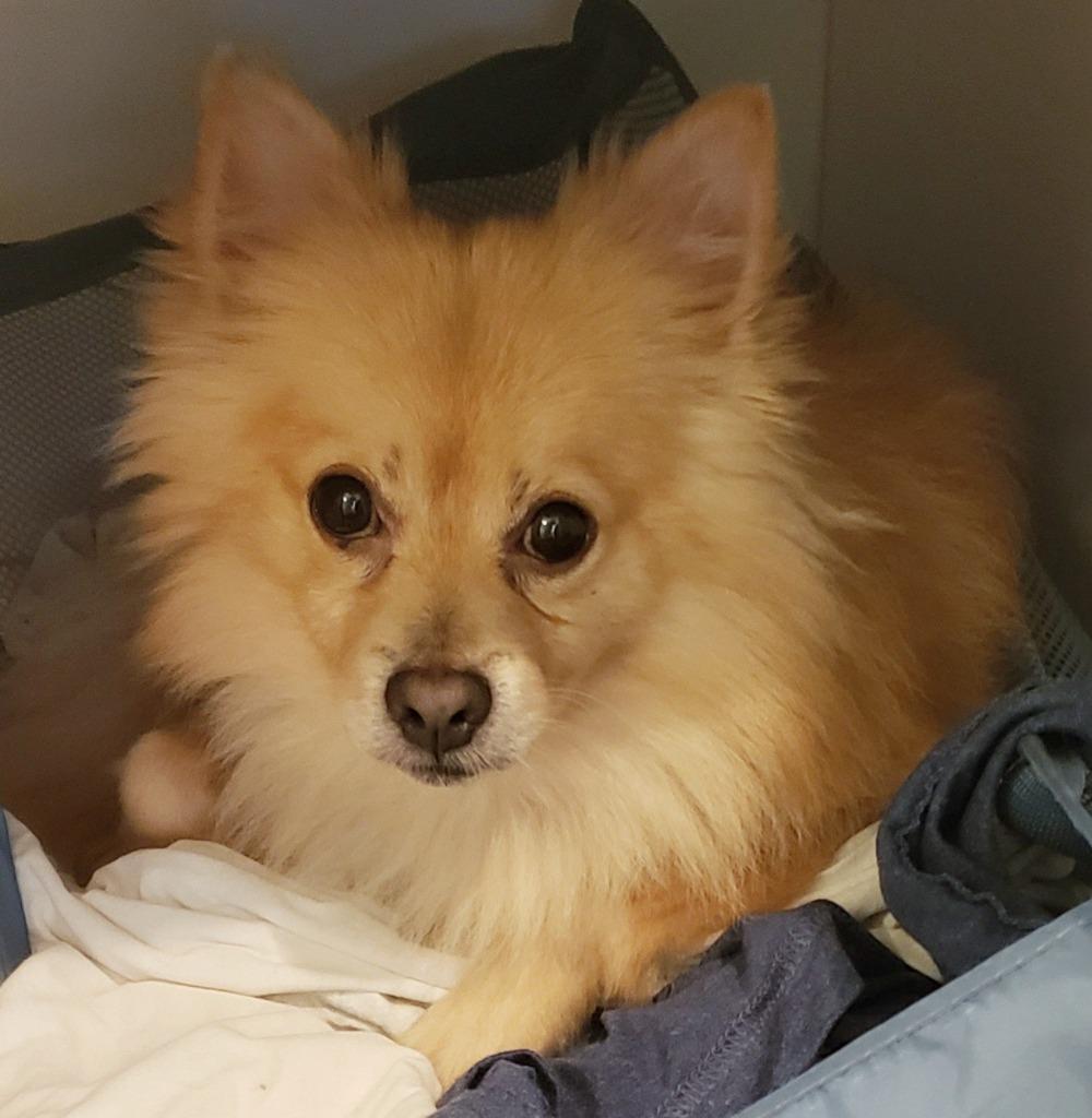 Beacher, a Adopted Pomeranian in Manhattan Beach, CA image 5/6