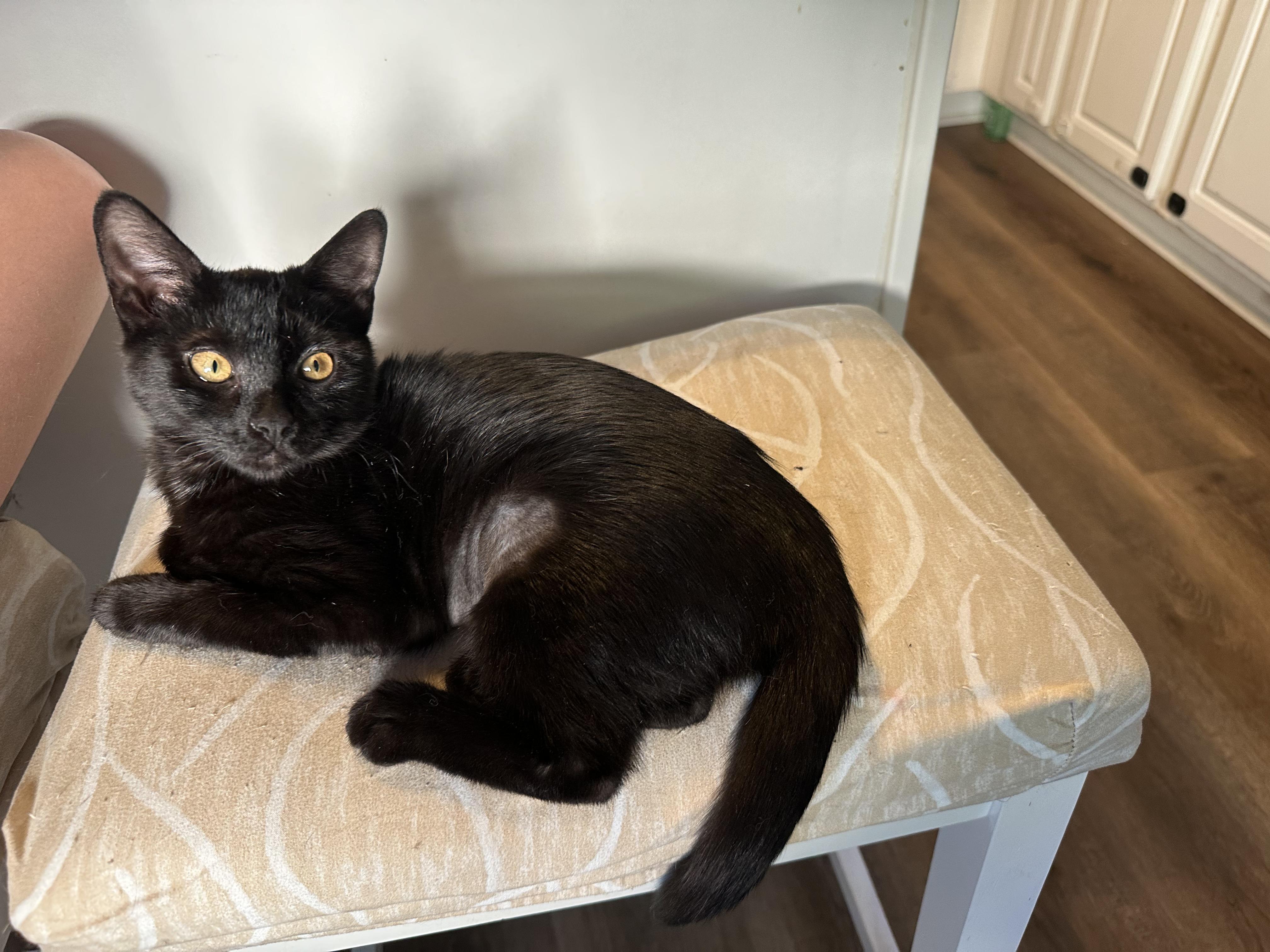 Chilly Willy, a ADOPTABLE Domestic Short Hair in Richmond, VA image 2/4