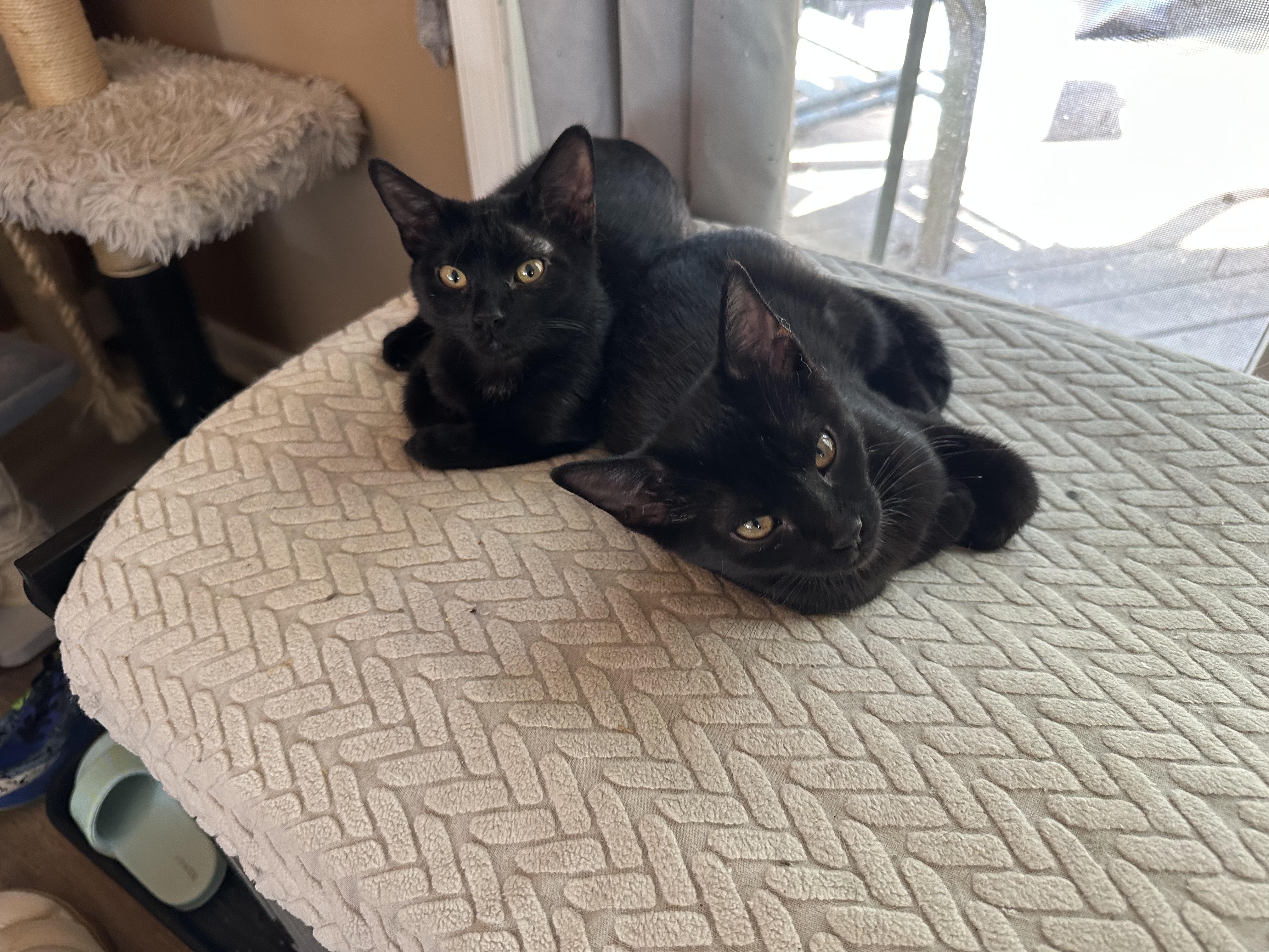 Chilly Willy, a ADOPTABLE Domestic Short Hair in Richmond, VA image 4/4