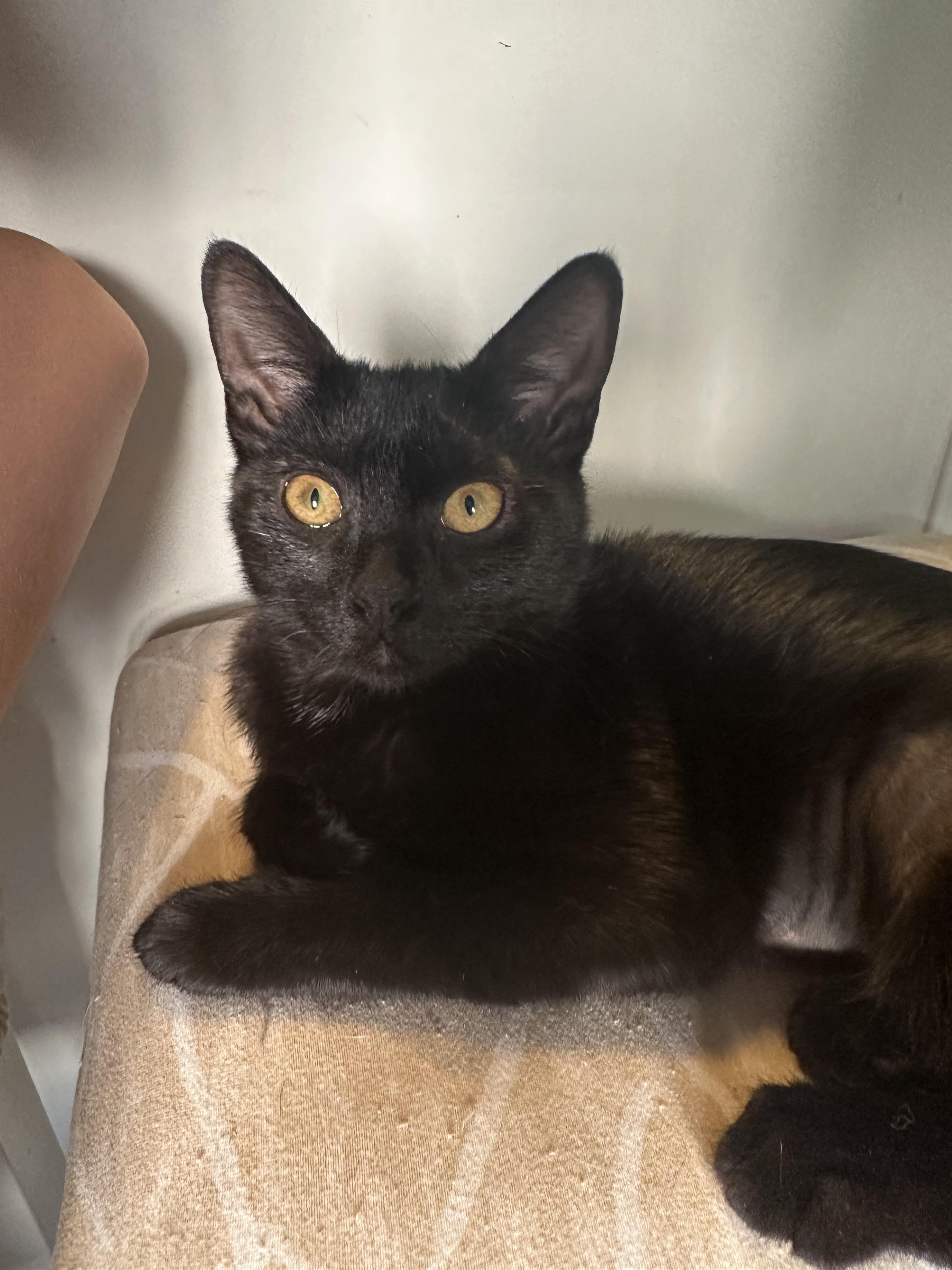 Chilly Willy, a ADOPTABLE Domestic Short Hair in Richmond, VA image 1/4