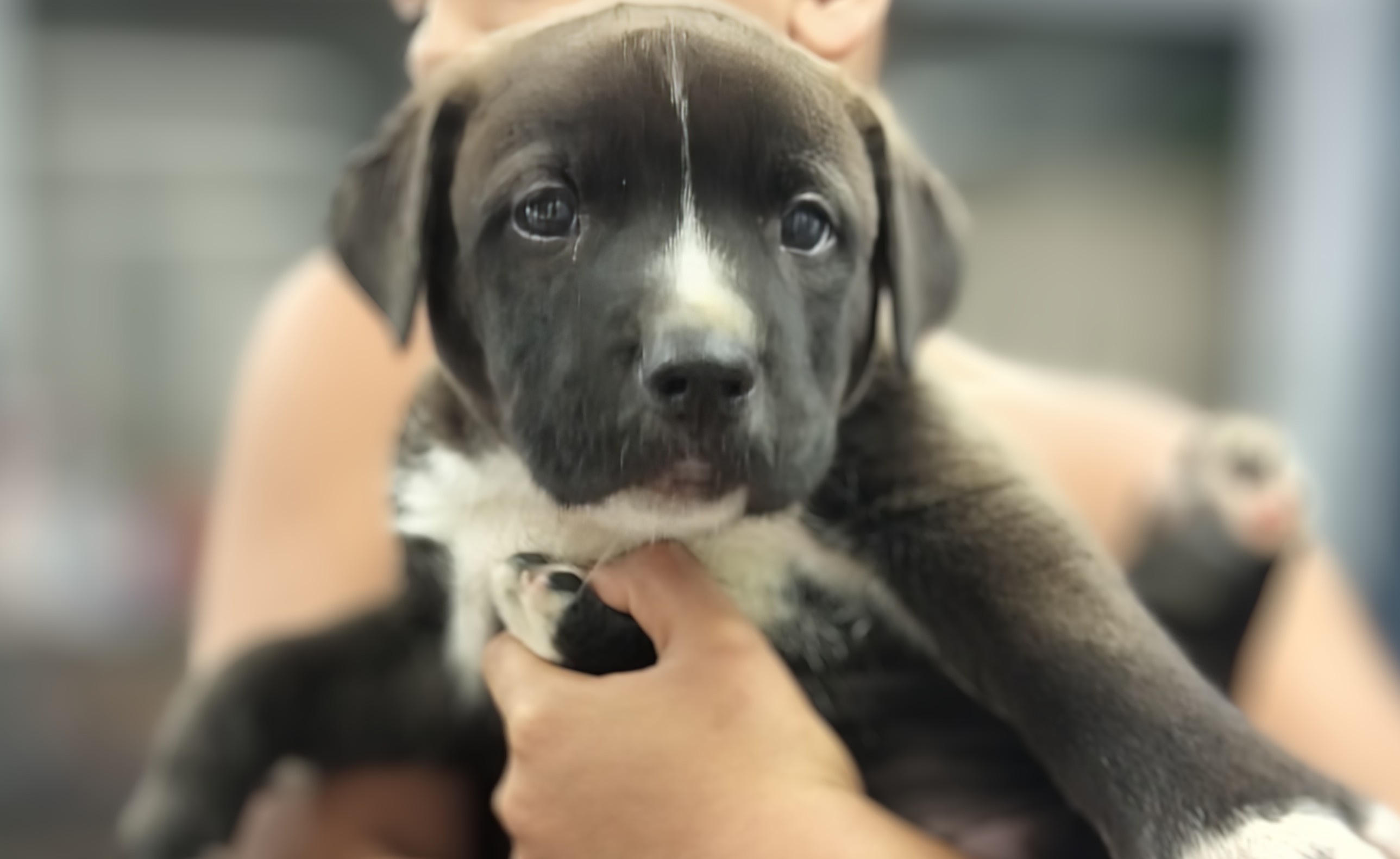 Enlarge Badger, a Adopted Mixed Breed in Carson, MS image 2/2