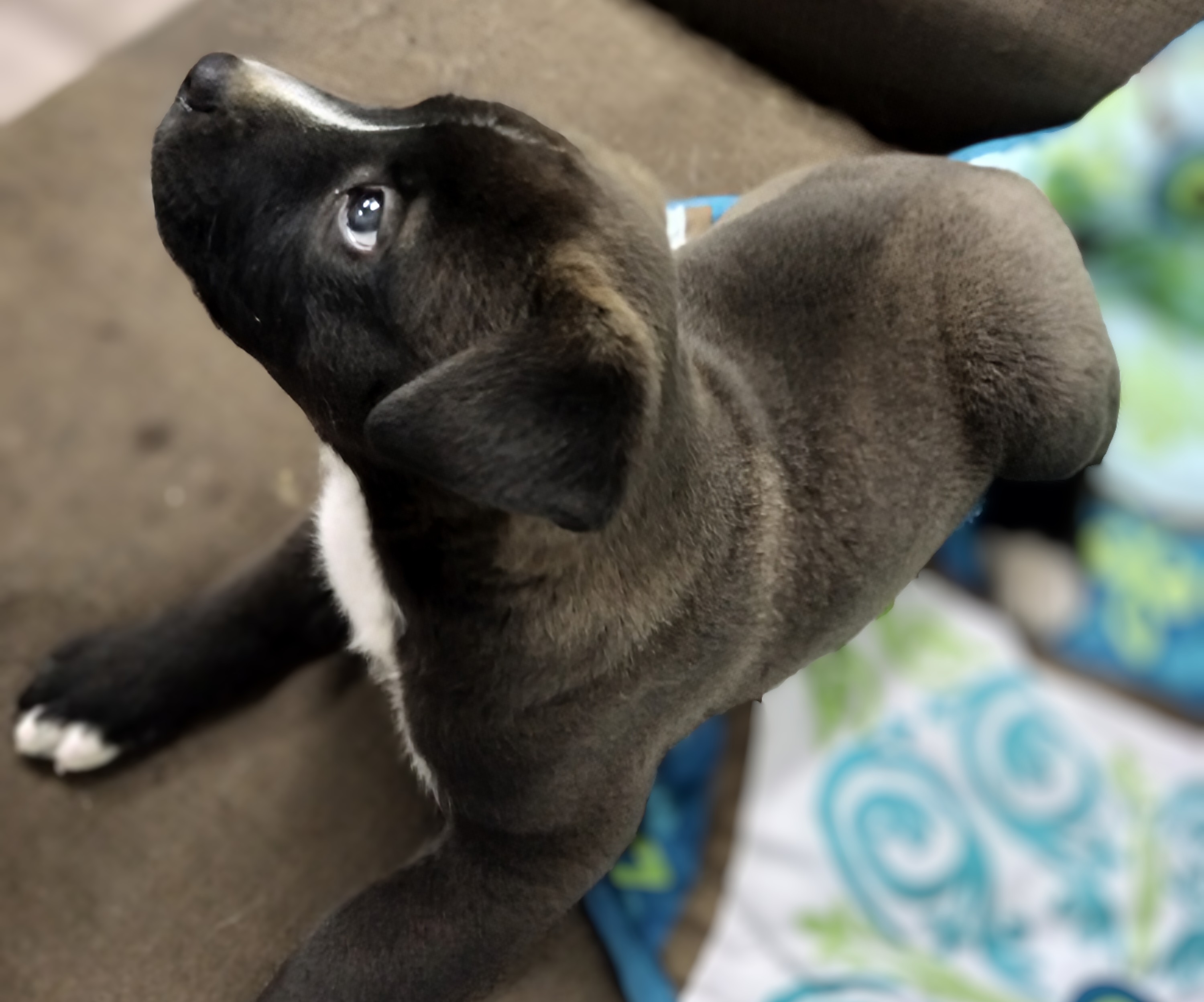 Badger, Adopted, Puppy Male Mixed Breed.