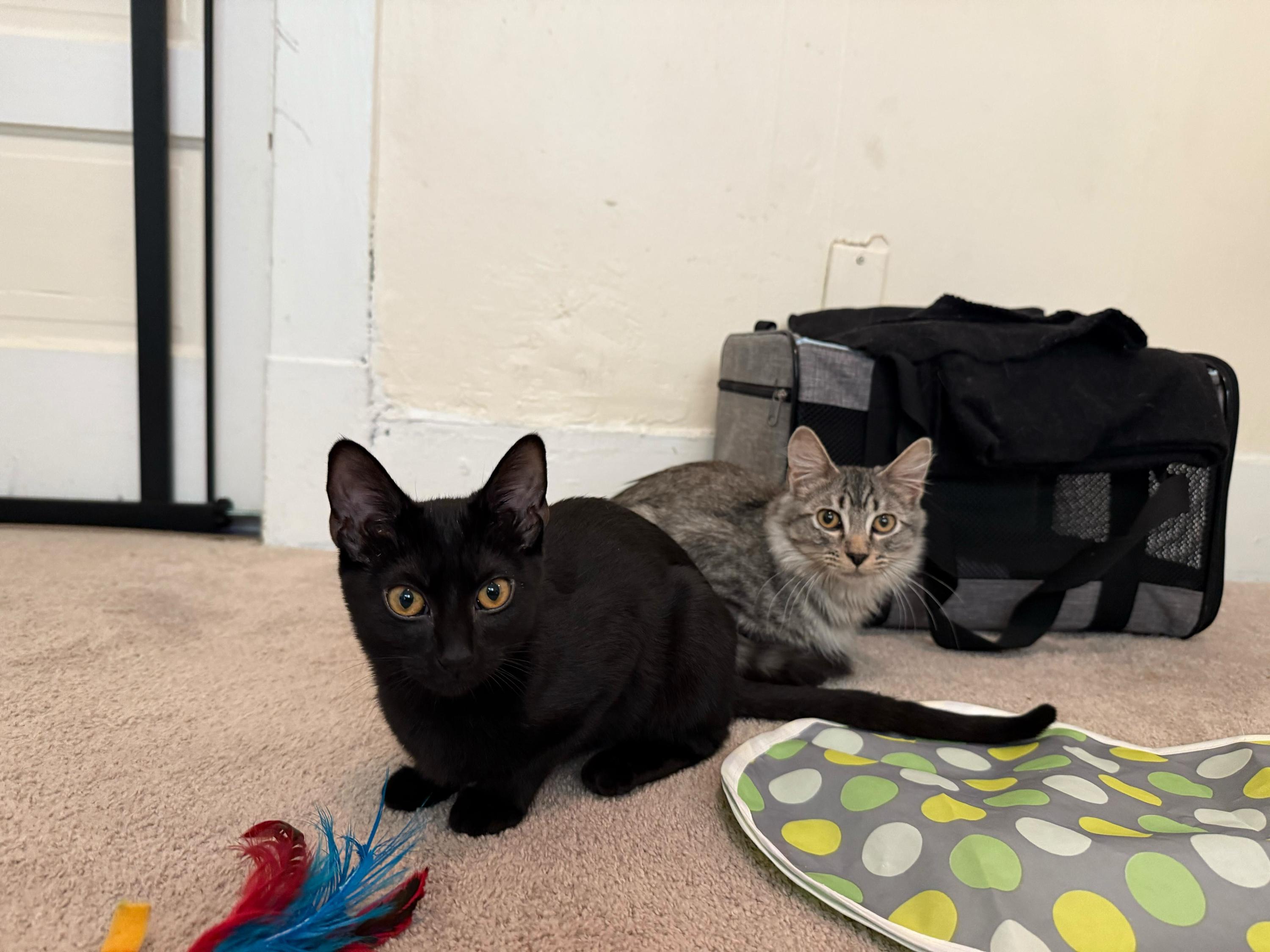 Flow and Graybie, a Adoptable Domestic Short Hair in Seattle, WA image 1/8