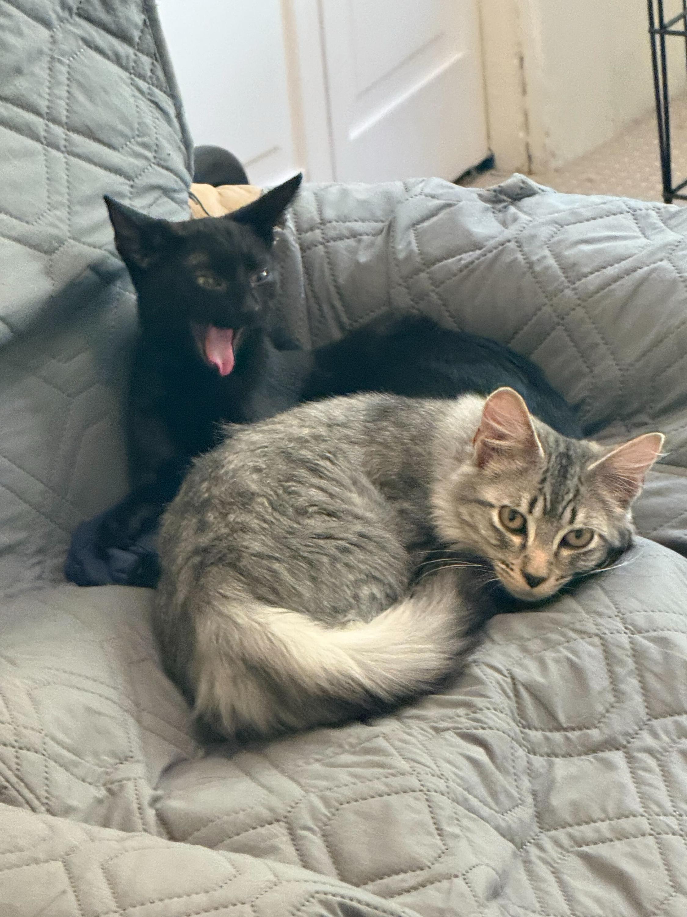 Flow and Graybie, a Adoptable Domestic Short Hair in Seattle, WA image 2/8