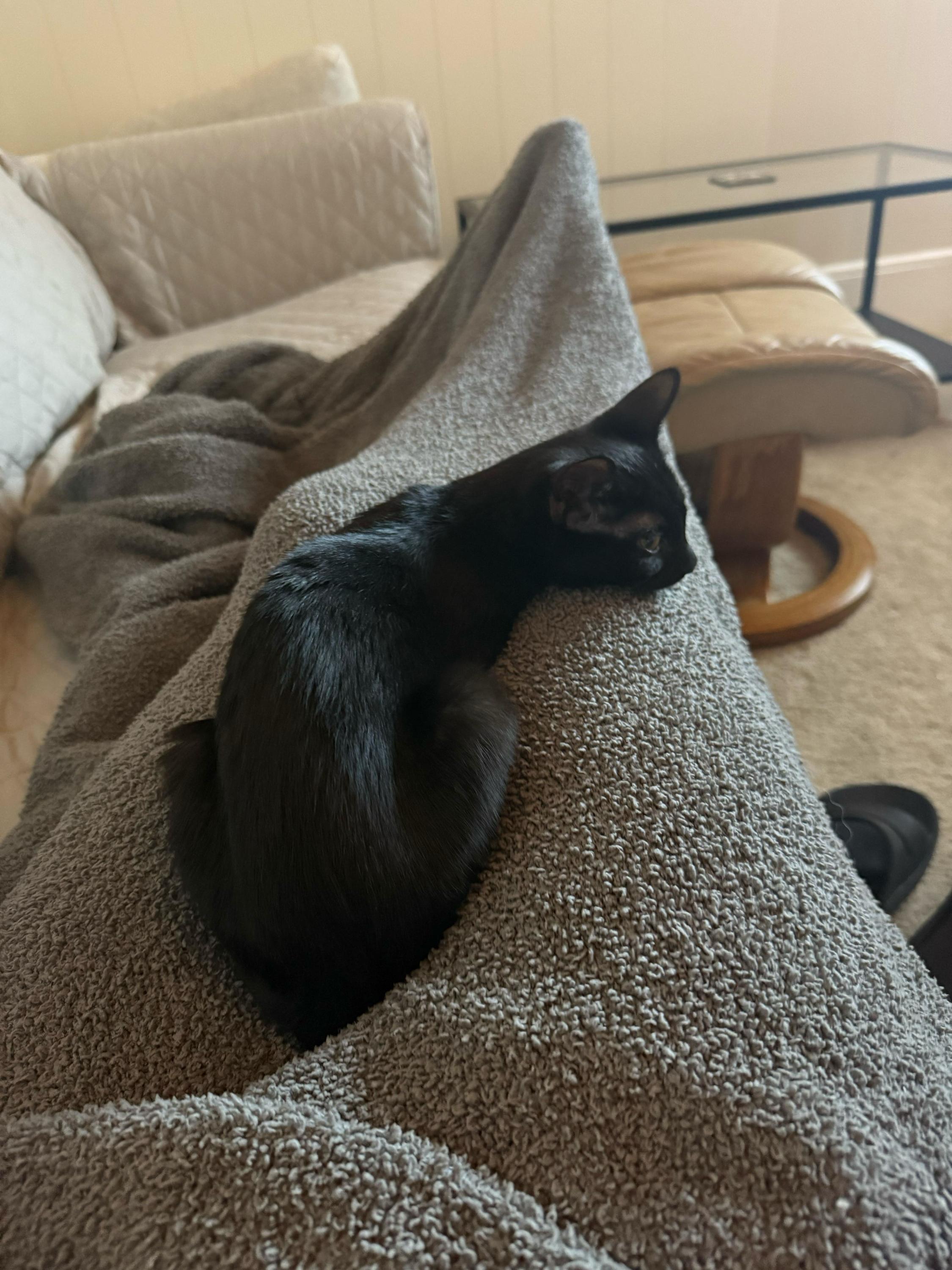 Flow and Graybie, a Adoptable Domestic Short Hair in Seattle, WA image 3/8