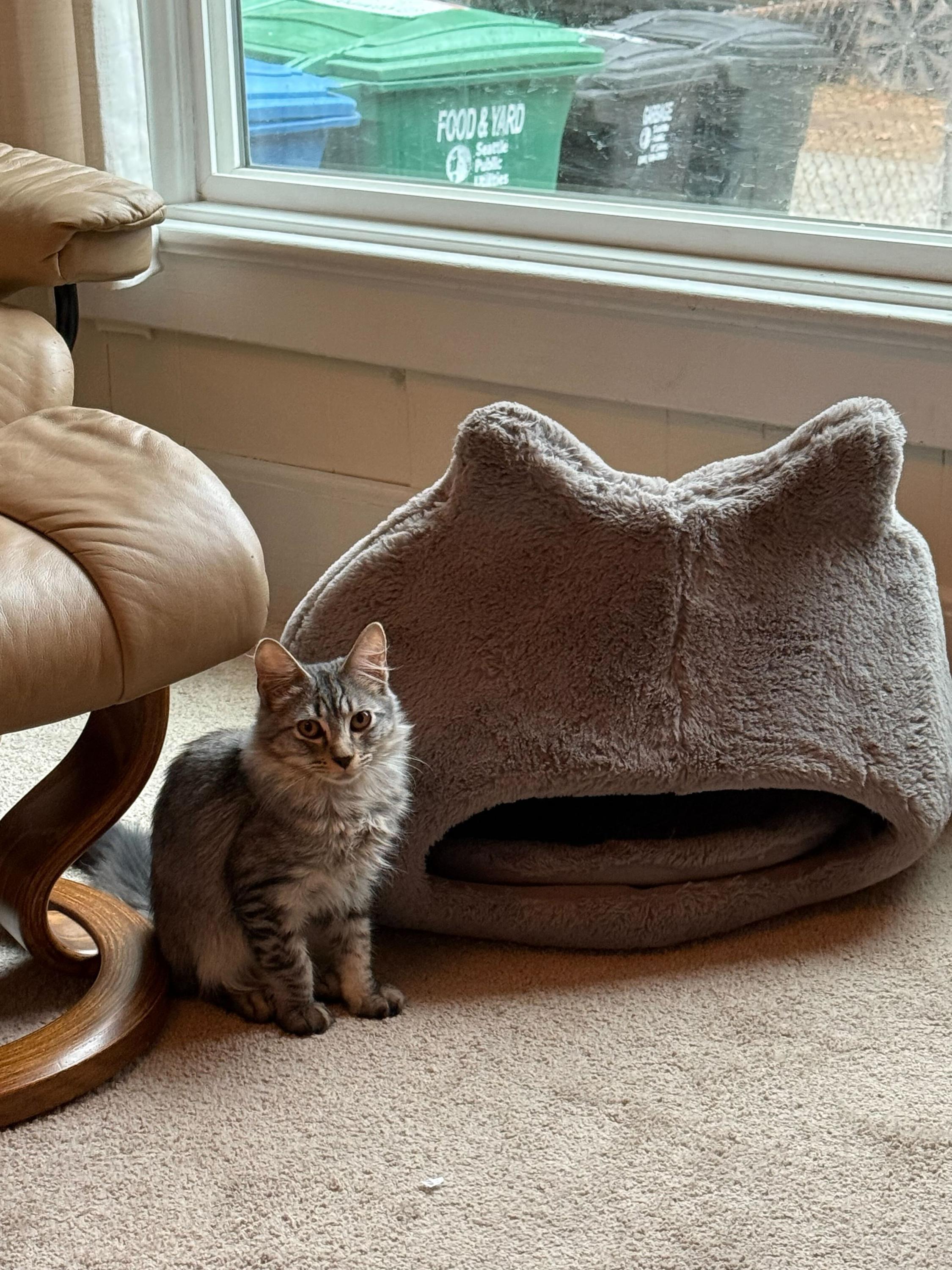 Flow and Graybie, a Adoptable Domestic Short Hair in Seattle, WA image 4/8