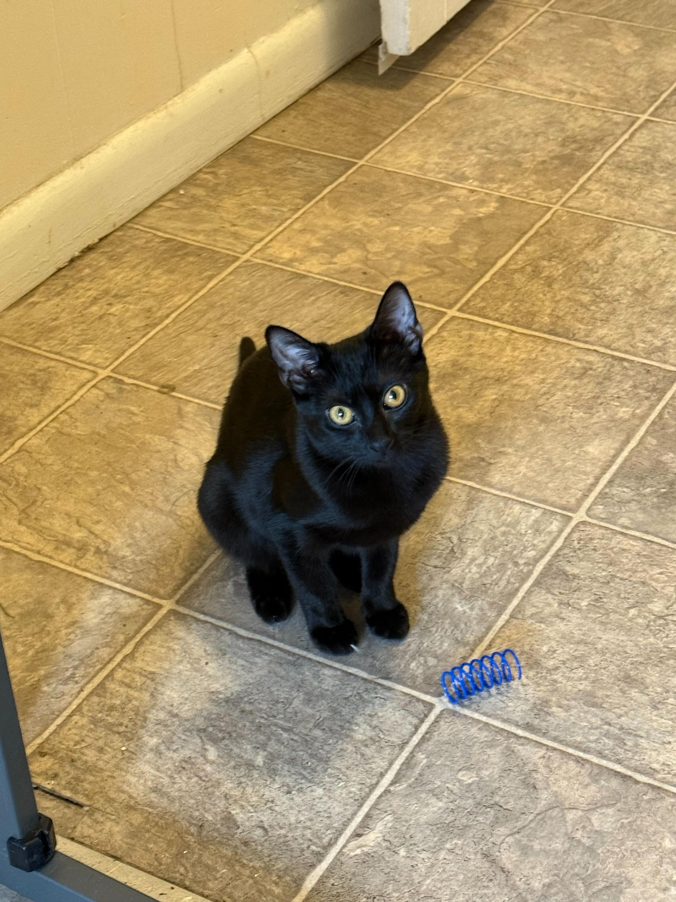 Enlarge Flow and Graybie, a Adoptable Domestic Short Hair in Seattle, WA image 7/8