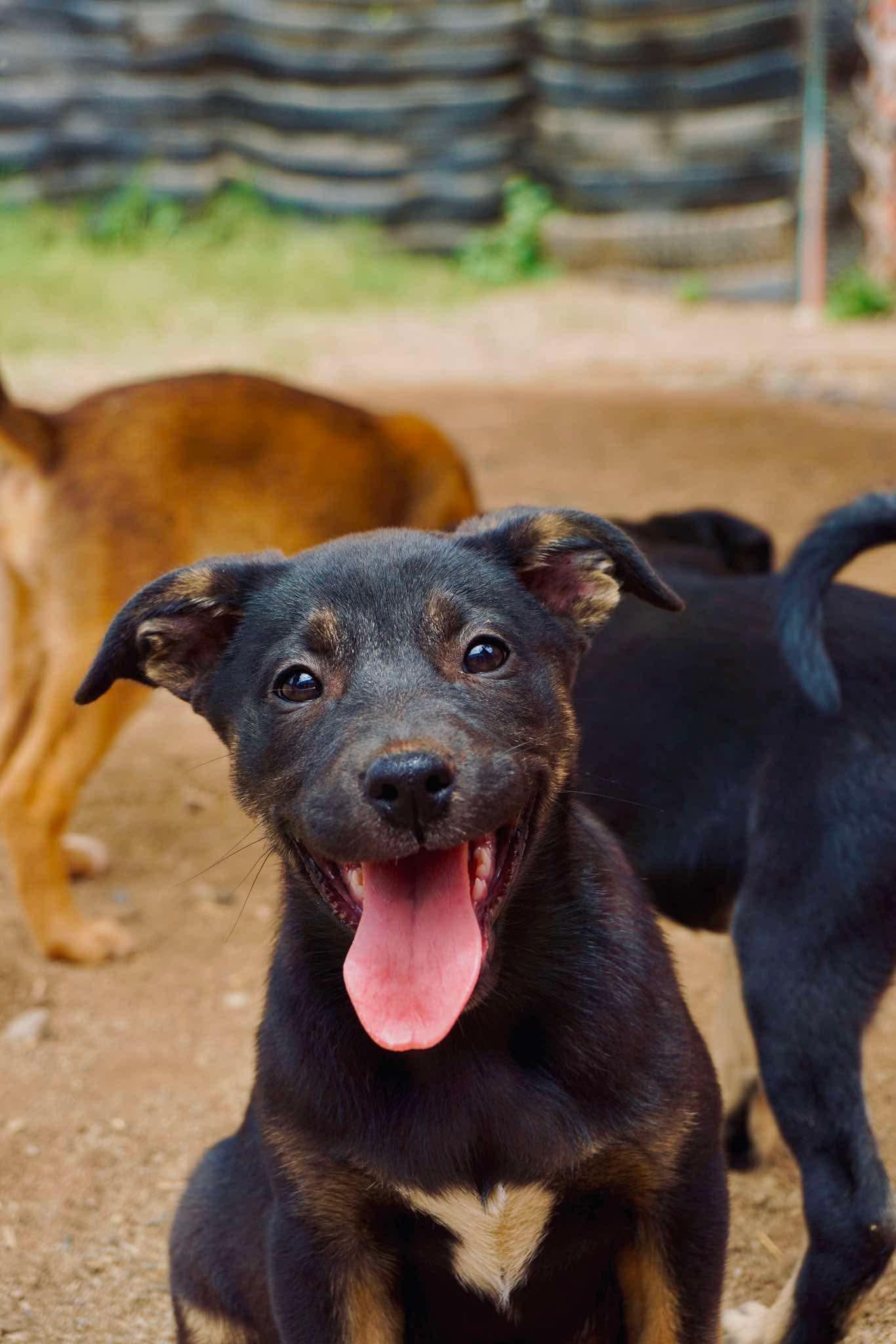 Enlarge Samoa, a Adoptable mixed breed in San Diego, CA image 1/2