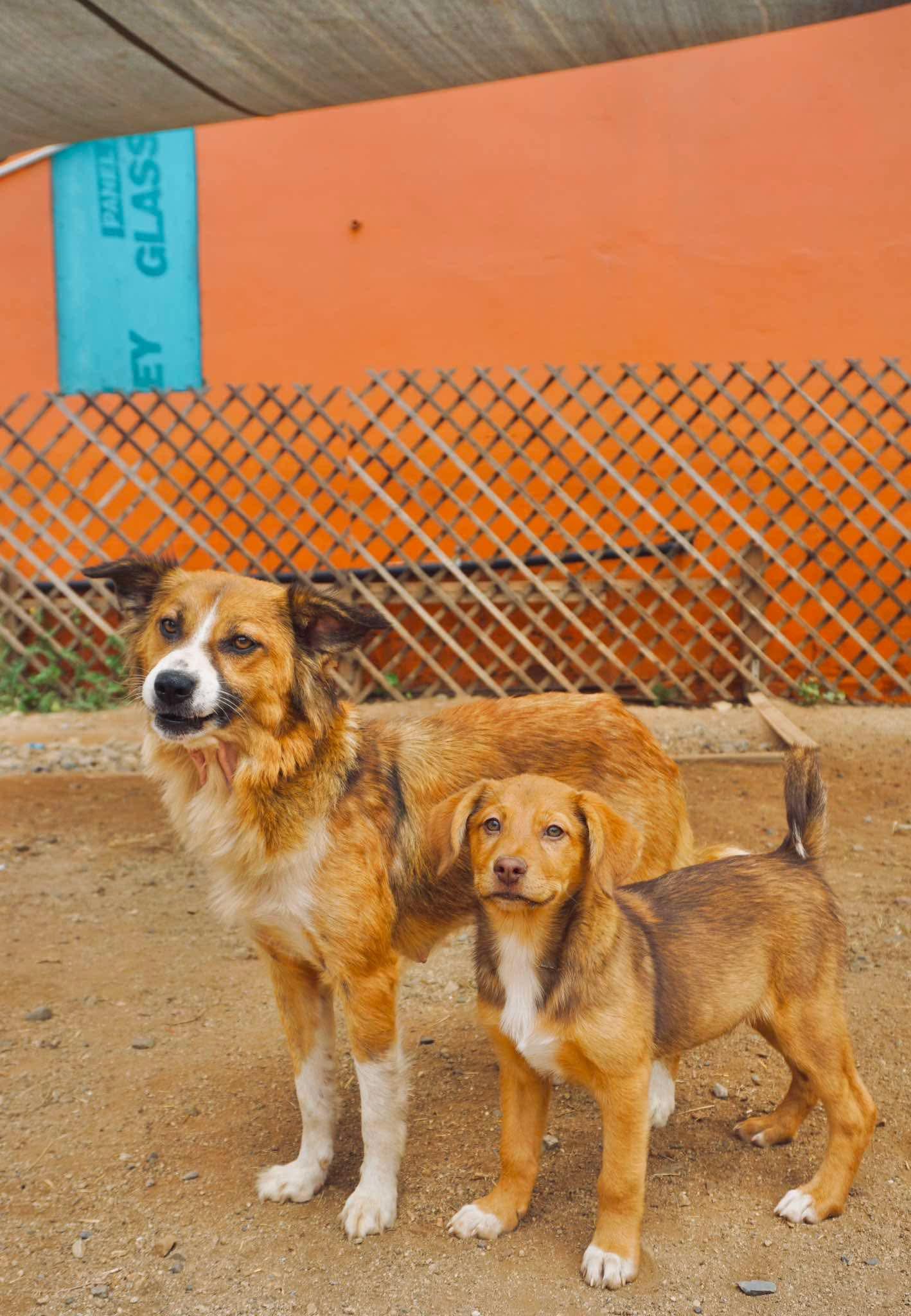 Enlarge Samoa, a Adoptable mixed breed in San Diego, CA image 2/2