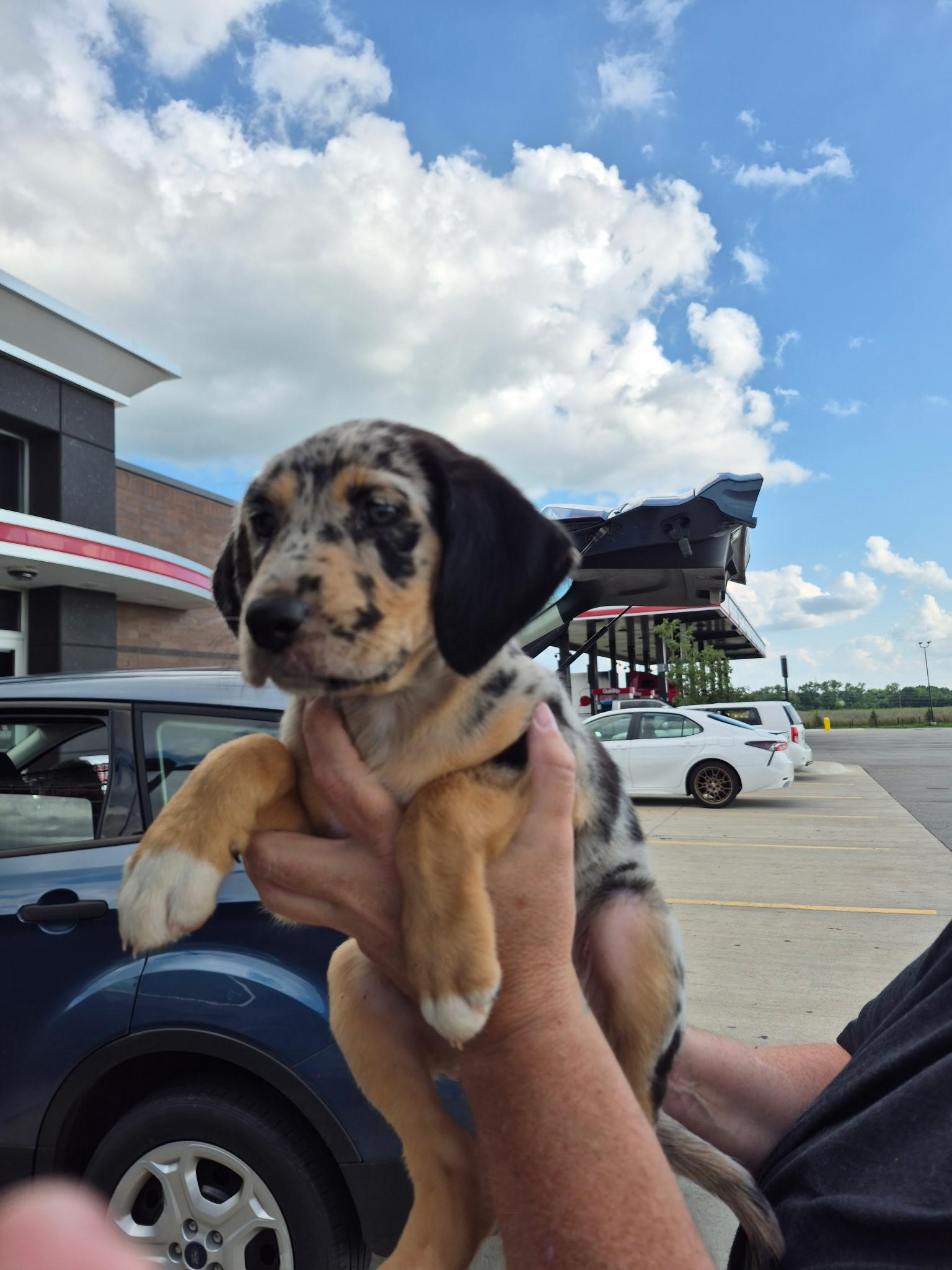 Enlarge Chai, a ADOPTABLE mixed breed in Byron, IL image 3/6