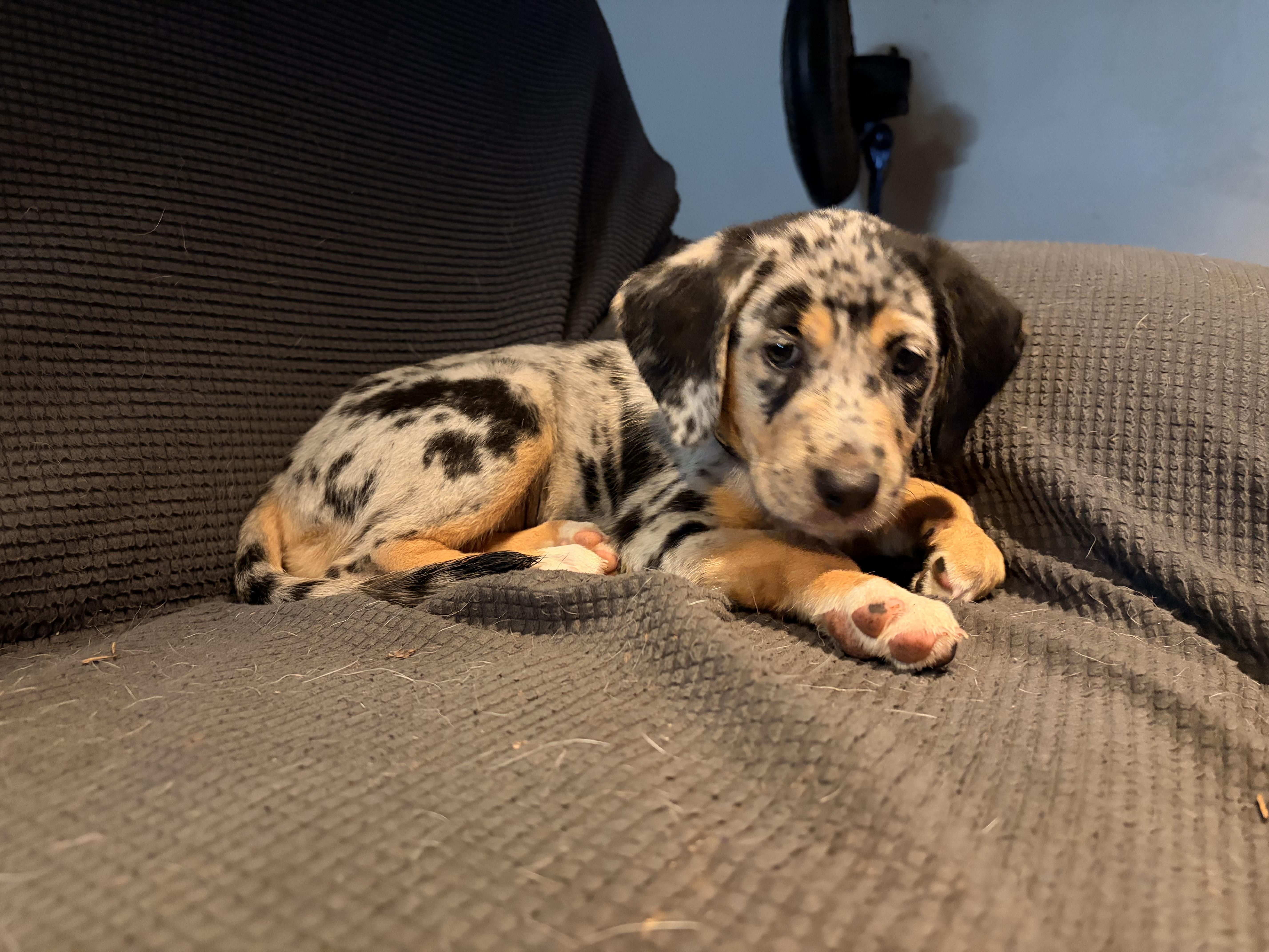 Chai, ADOPTABLE, Puppy Female Australian Cattle Dog / Blue Heeler.