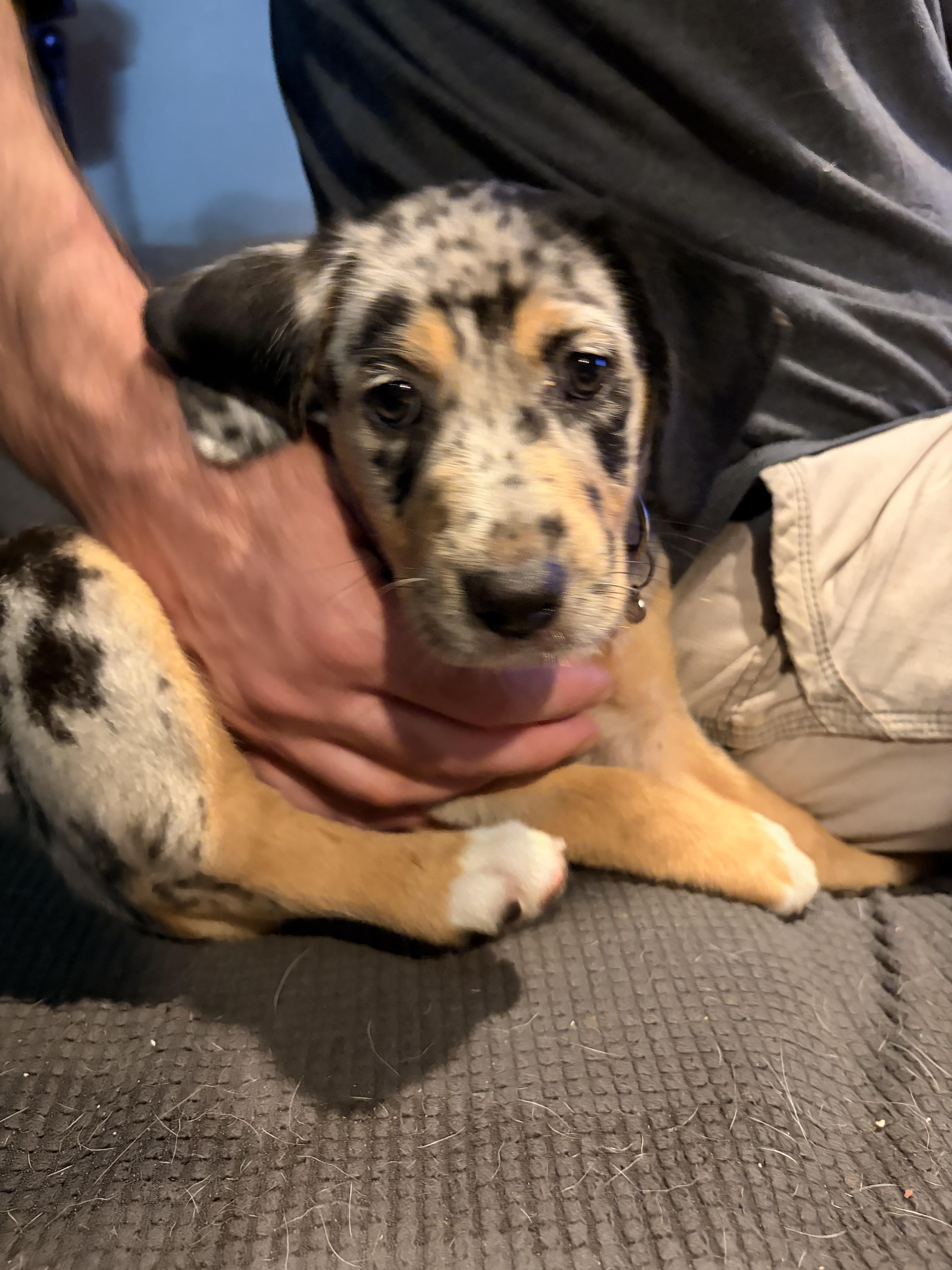 Enlarge Chai, a ADOPTABLE mixed breed in Byron, IL image 4/6