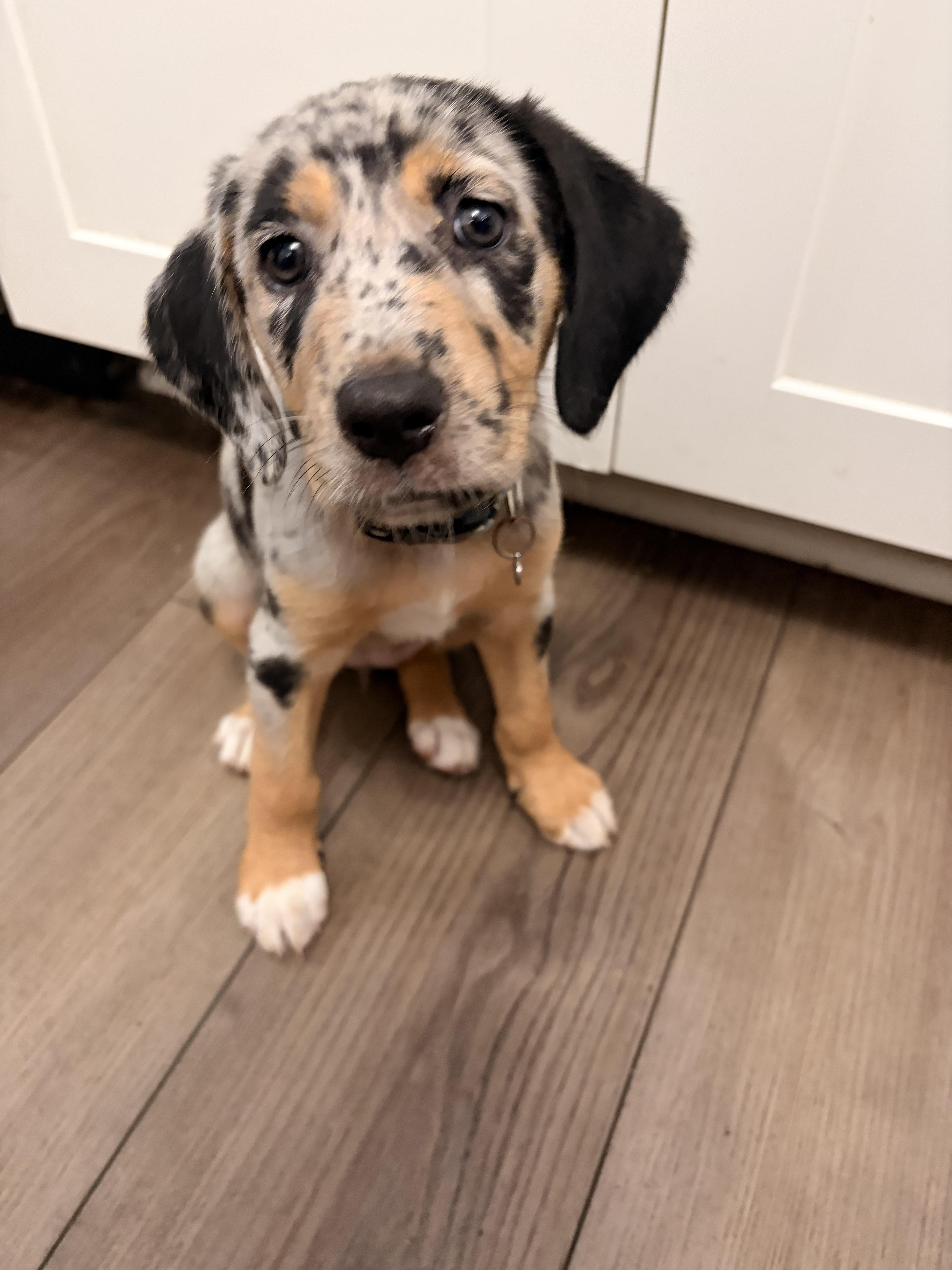 Enlarge Chai, a ADOPTABLE mixed breed in Byron, IL image 6/6