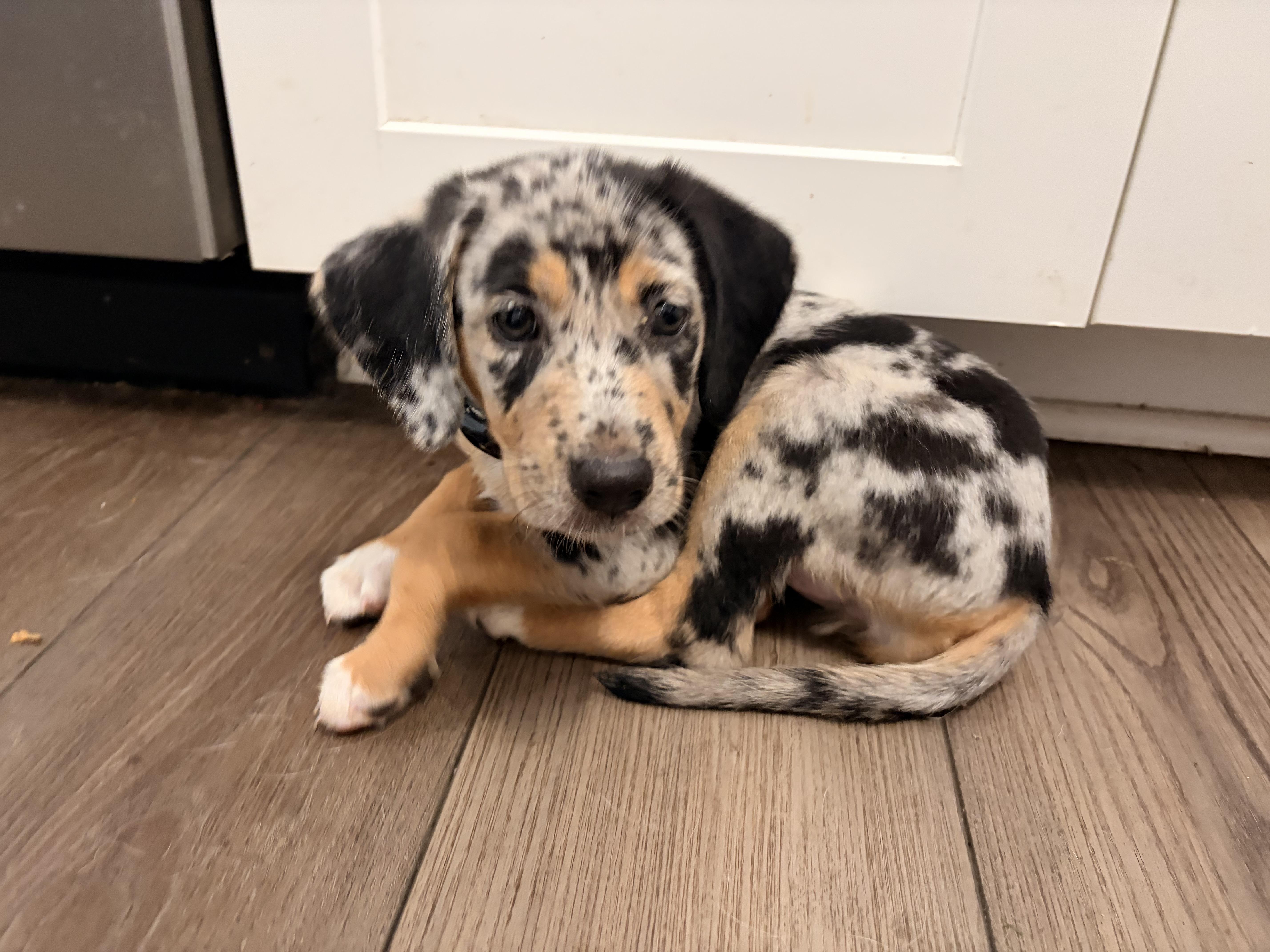 Enlarge Chai, a ADOPTABLE mixed breed in Byron, IL image 5/6