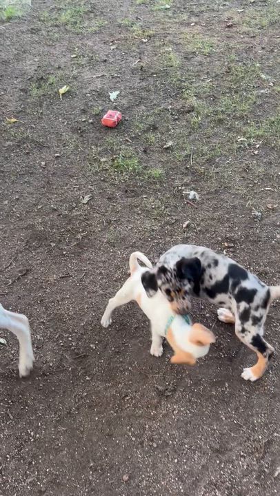 Enlarge Chai, a ADOPTABLE mixed breed in Byron, IL video 1/6