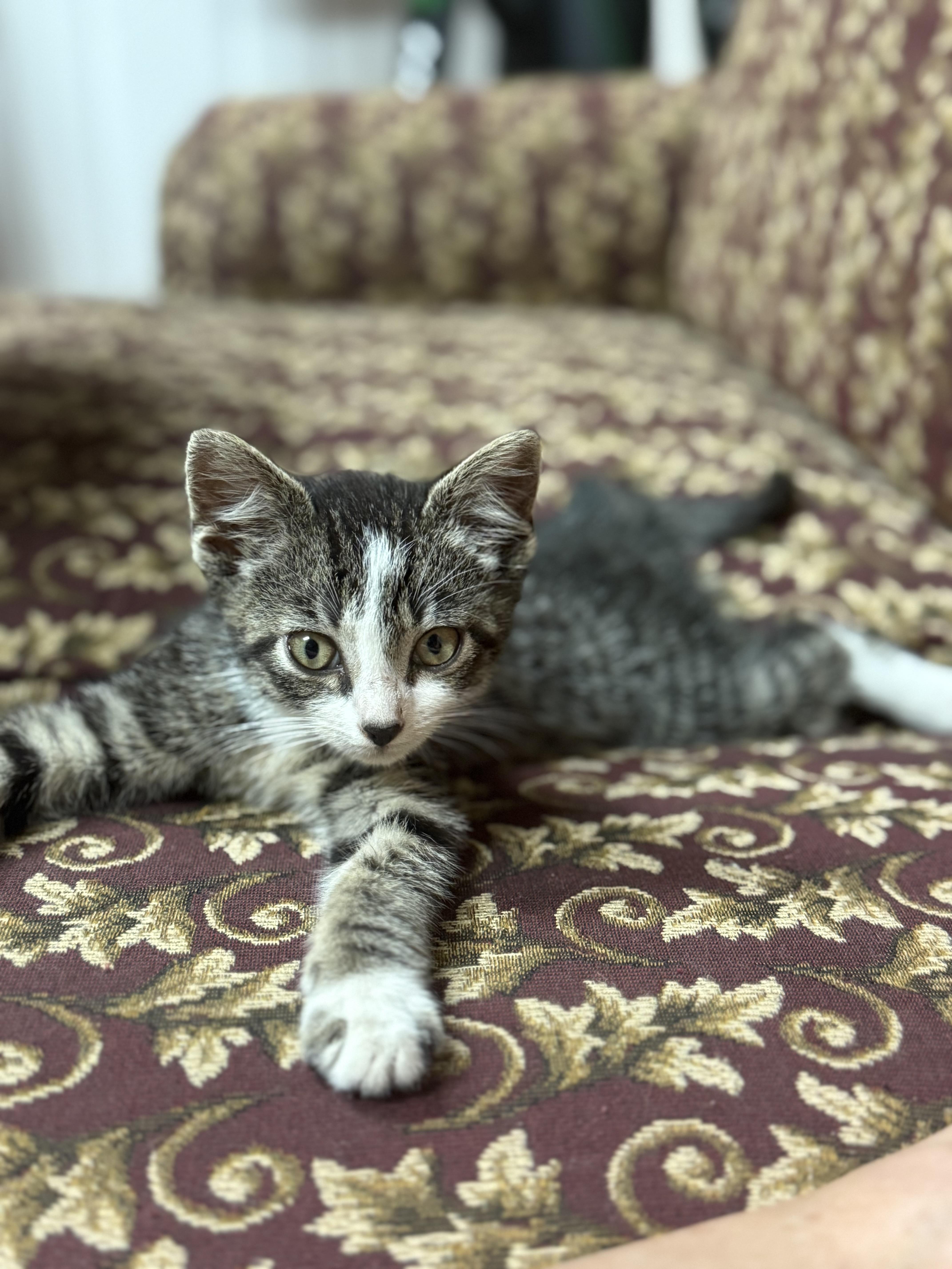 Bandit, ADOPTABLE, Kitten Male Domestic Short Hair & Tabby.