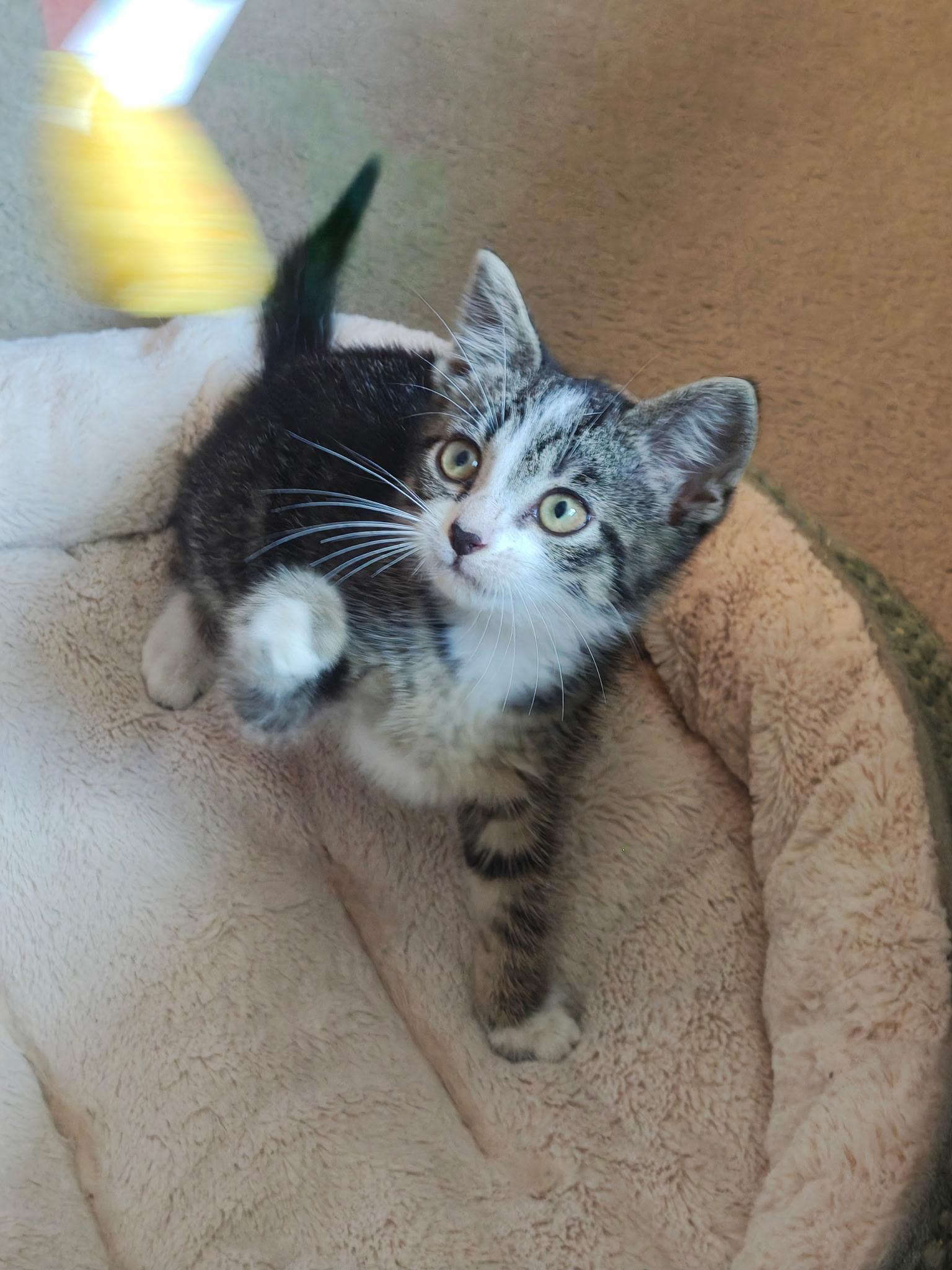 Bandit, a ADOPTABLE mixed breed in Murray, KY image 3/6