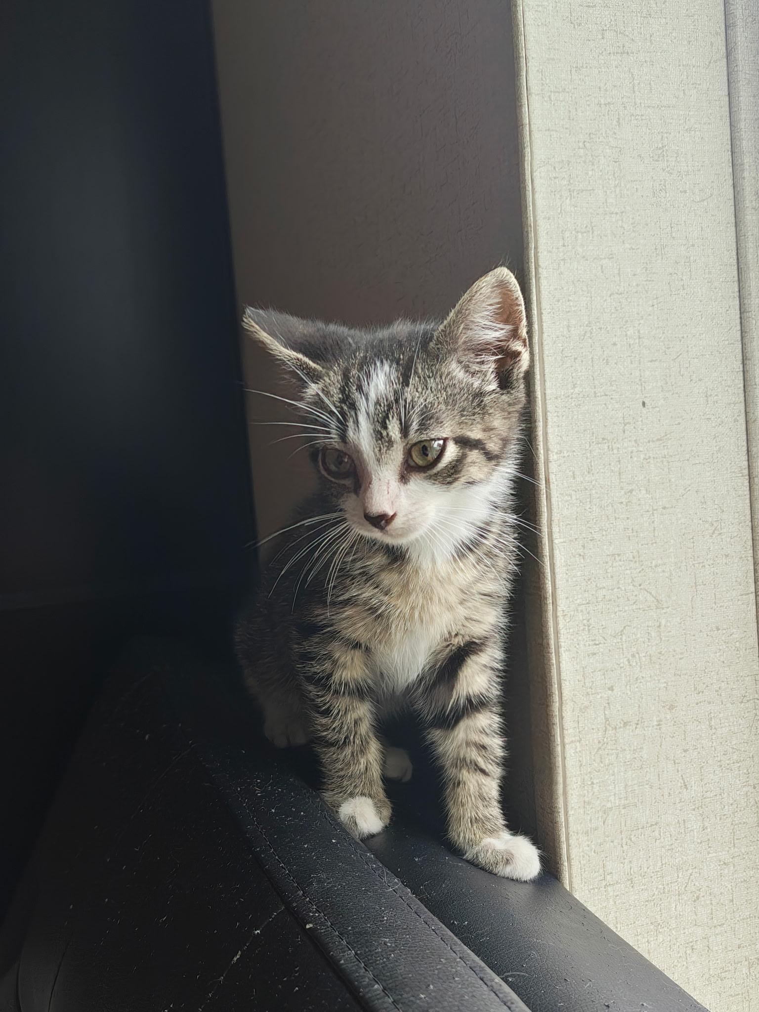 Bandit, ADOPTABLE, Kitten Male Domestic Short Hair & Tabby.