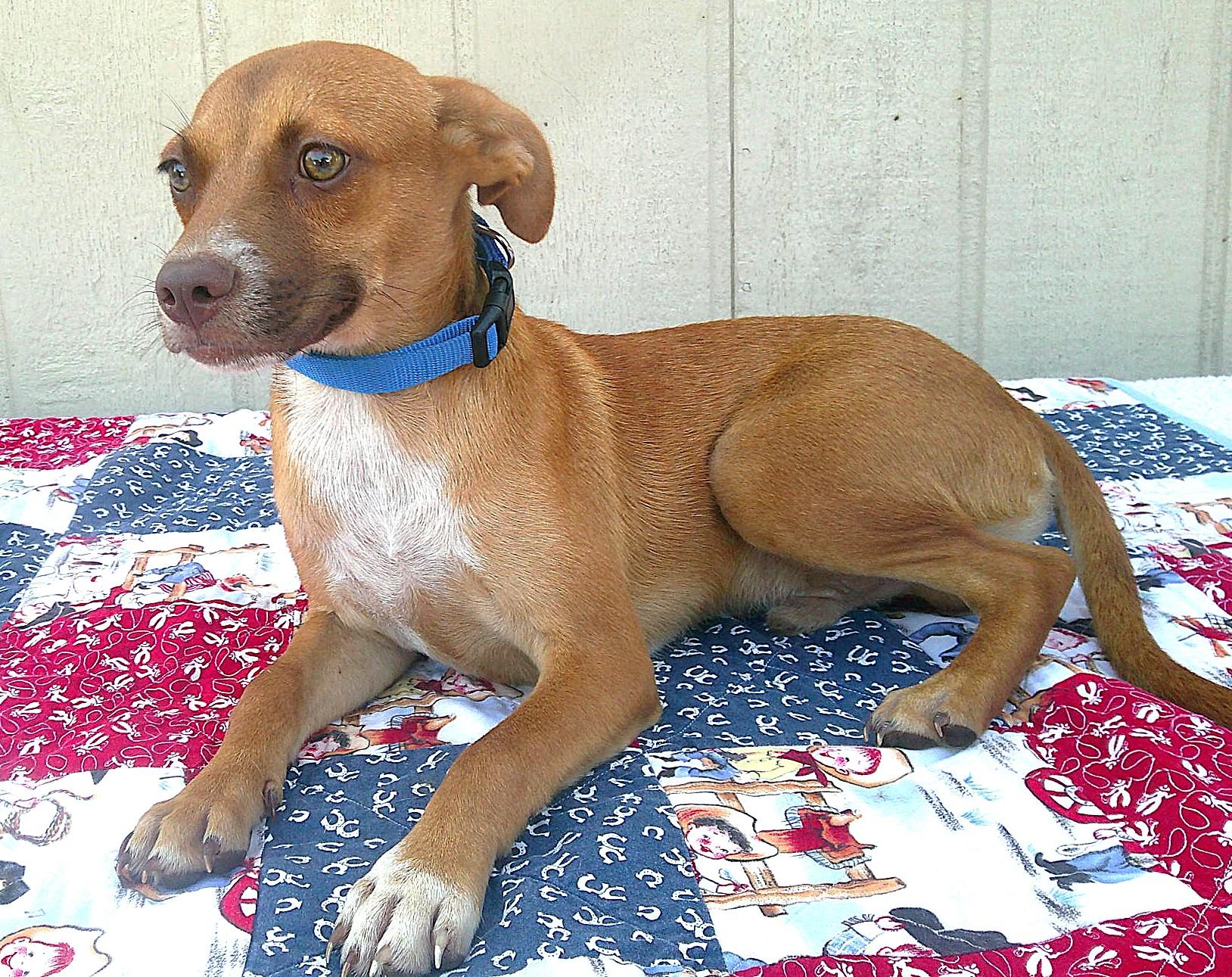 Enlarge MAGNUM, a Adoptable mixed breed in San Antonio, TX image 4/4