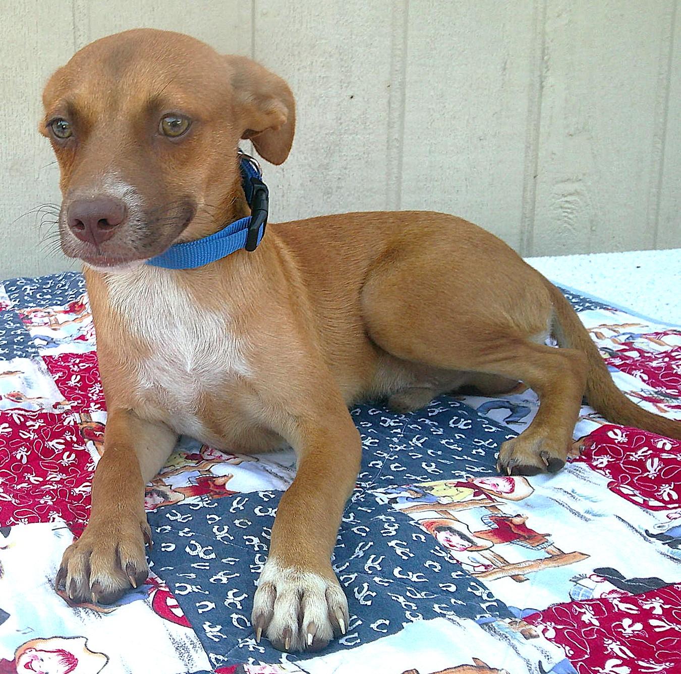 Enlarge MAGNUM, a Adoptable mixed breed in San Antonio, TX image 2/4