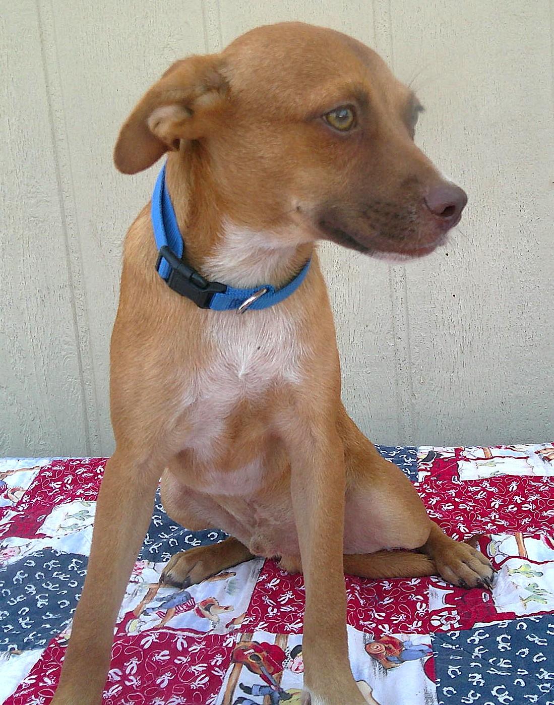 Enlarge MAGNUM, a Adoptable mixed breed in San Antonio, TX image 3/4