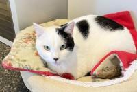Enlarge Swiss, a ADOPTABLE Domestic Short Hair in Lincoln, NE image 1/1