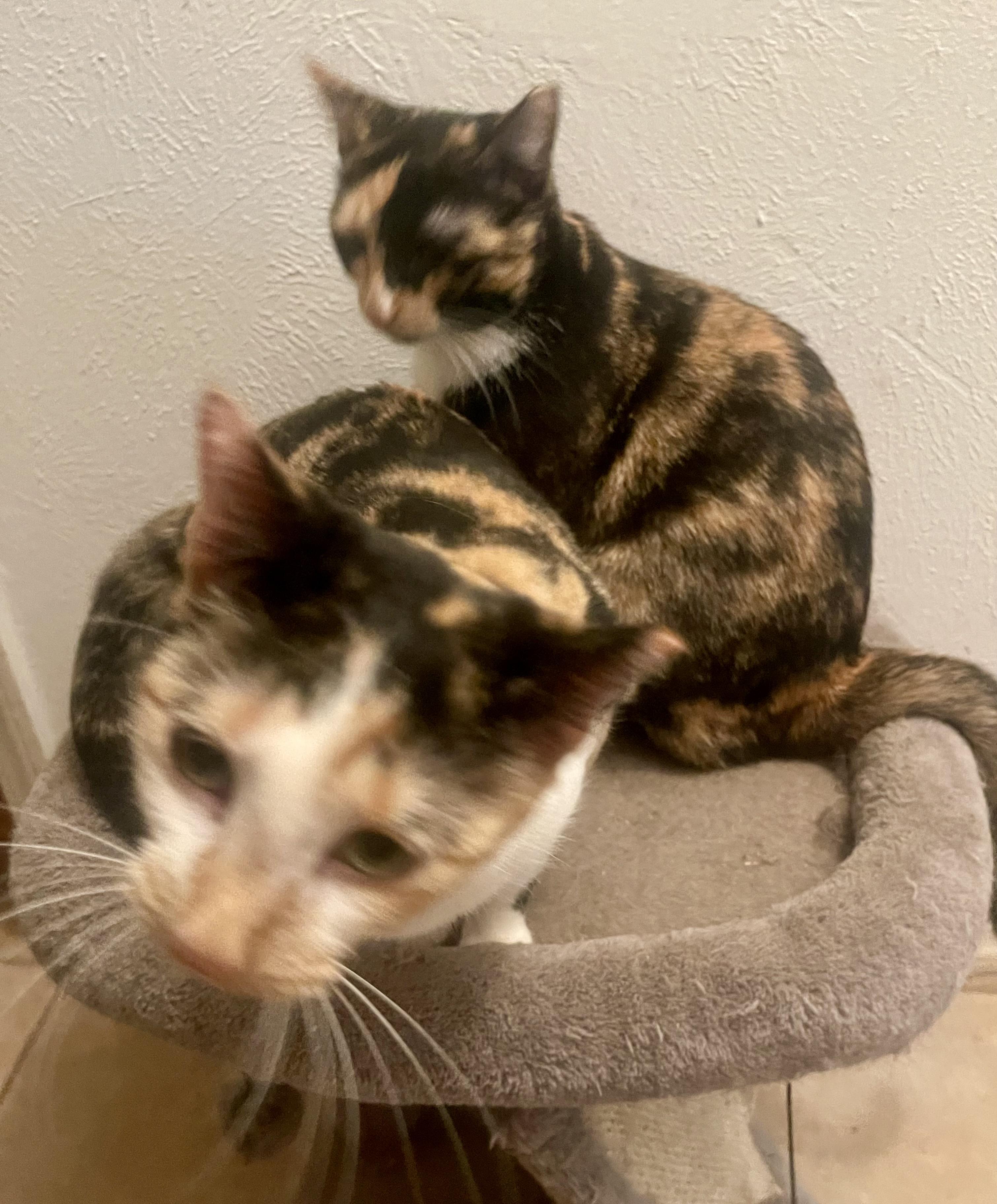 Enlarge Connie, an adopted Calico in Seattle, WA image 2/4