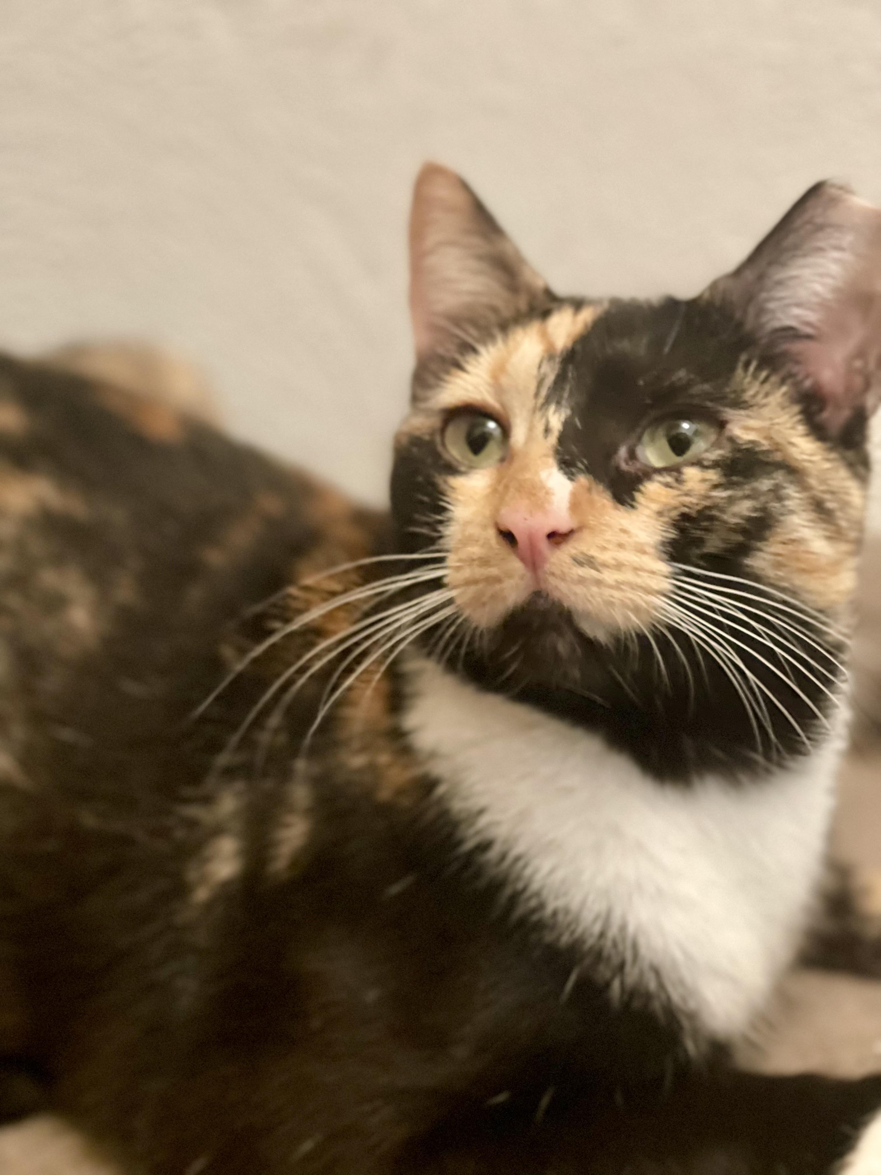Enlarge Connie, an adopted Calico in Seattle, WA image 1/4