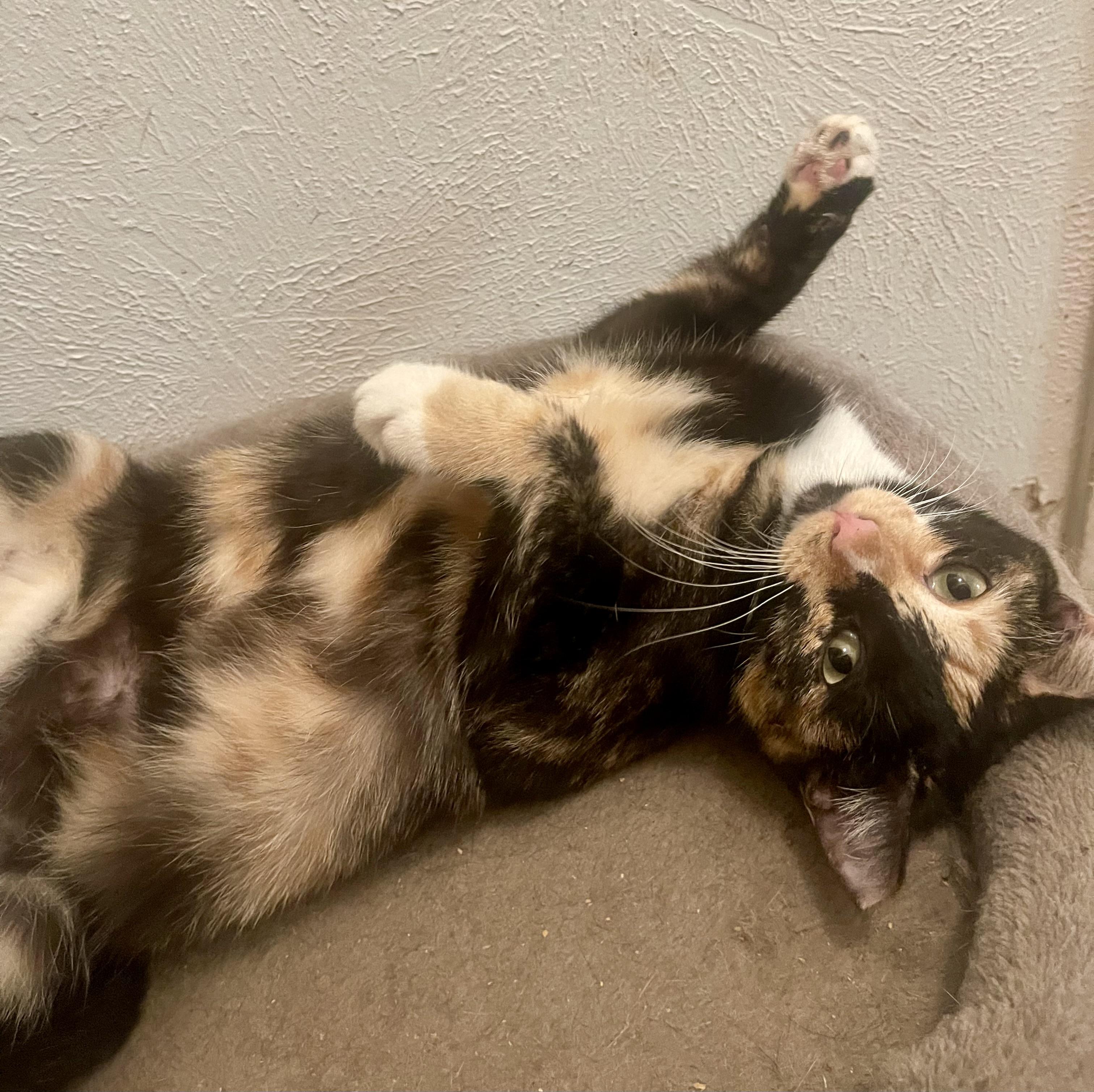 Enlarge Connie, an adopted Calico in Seattle, WA image 3/4
