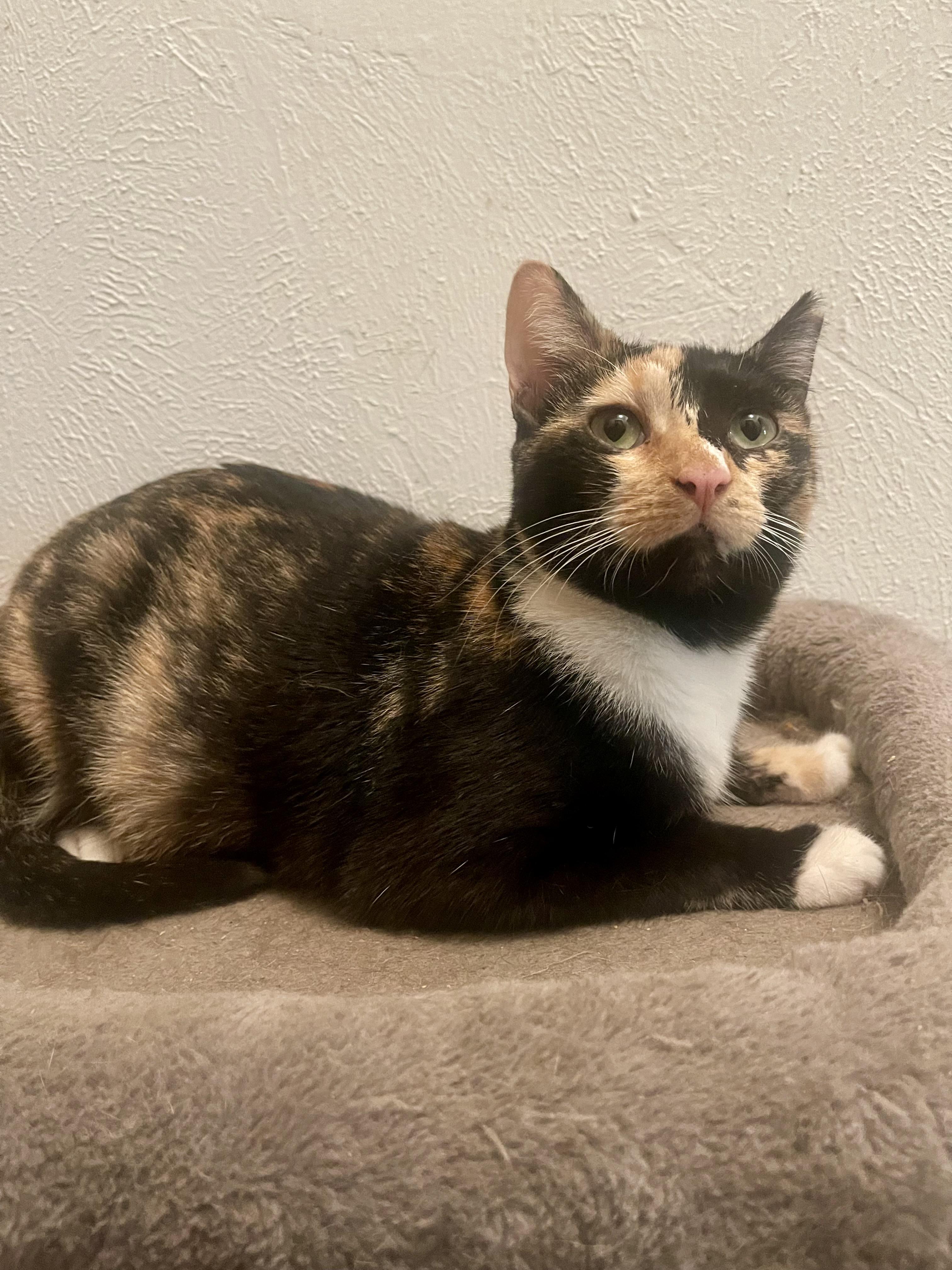 Enlarge Connie, an adopted Calico in Seattle, WA image 4/4