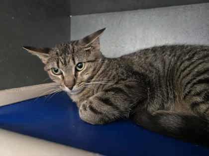 Elvadean, Adoptable, Adult Female Domestic Short Hair & Domestic Short Hair.