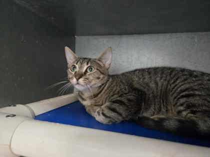 Enlarge Elvadean, a Adoptable Domestic Short Hair in La Harpe, KS image 2/3