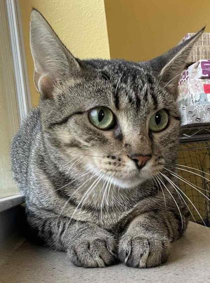 Enlarge Elvadean, a Adoptable Domestic Short Hair in La Harpe, KS image 3/3